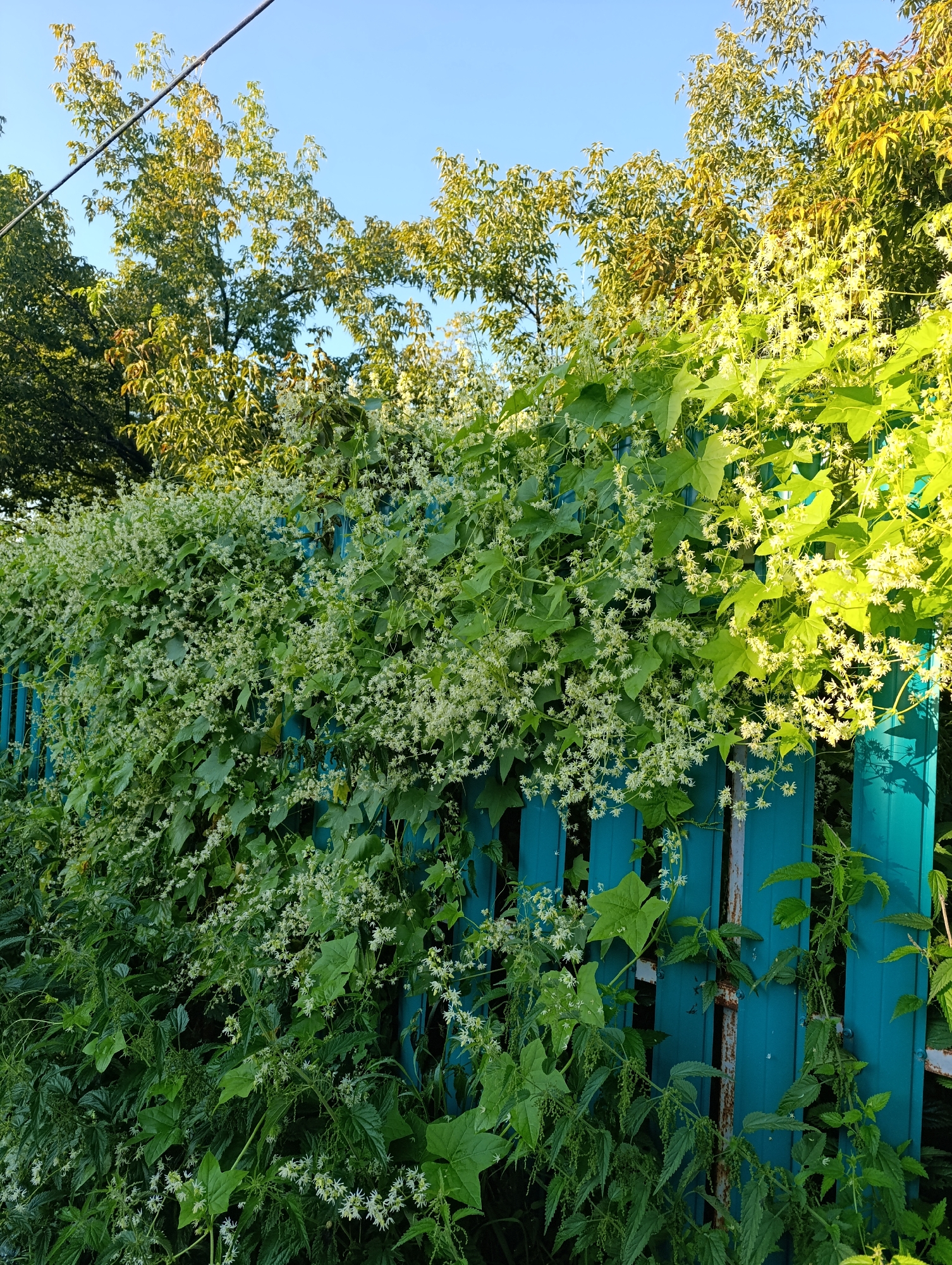 An outdoor, eye-level, medium shot captures a turquoise wooden fence covered in dense green foliage and clusters of small white flowers under a clear blue sky. The fence runs horizontally across the frame, with sections of it obscured by the overgrowth. Trees with green and yellowish leaves are visible behind the fence. The foreground features more greenery, including broad leaves and thorny stems, suggesting an overgrown, naturalistic setting. Sunlight illuminates the scene from the right, casting shadows and highlighting the textures of the leaves and flowers. No people or animals are present in the image.
