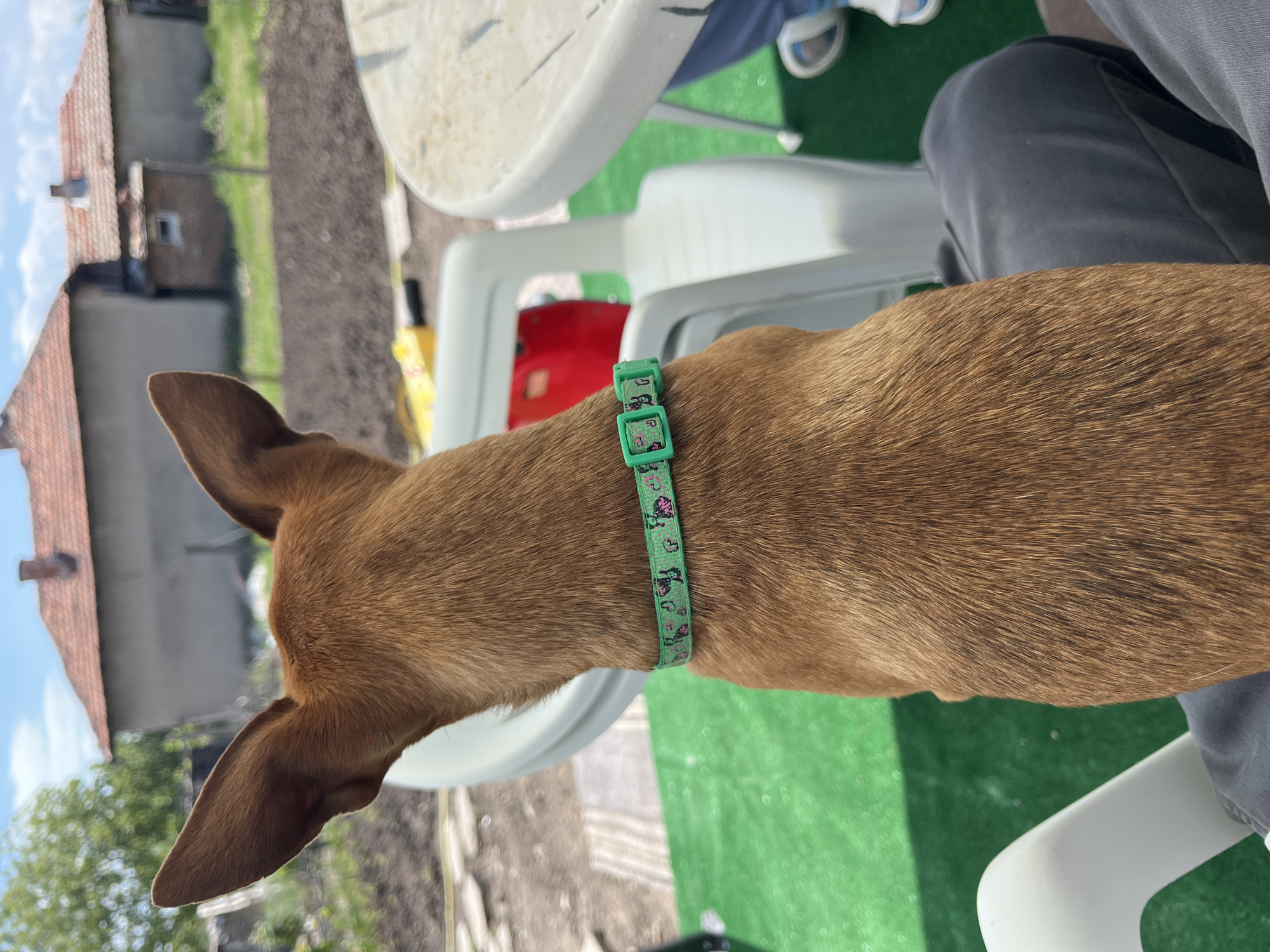 The image shows the rear of a brown dog with erect ears, wearing a green collar with a pattern of pink butterflies. The dog is positioned between a person's legs, who is wearing gray pants and white sneakers. They are sitting on a white plastic chair with a white plastic table nearby. The ground is covered with green artificial turf. In the background, there are buildings with red tiled roofs and a patch of cultivated soil, possibly a garden, indicating an outdoor residential area. Based on the prompt, the location is Smilets, Bulgaria.