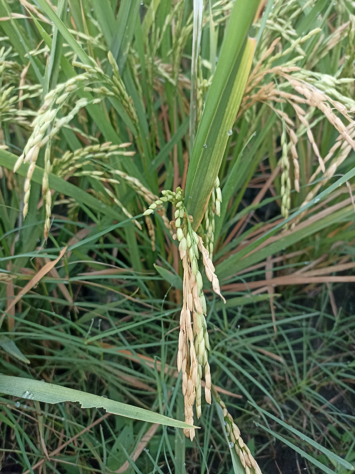 In Mojopanggung, Indonesia, a close-up view captures a rice paddy field. The focus is on several stalks of rice, some of which are bearing grain. The grains appear to be in various stages of development, with some still green and plump, while others have begun to turn a pale yellow and dry. The rice plants are lush, with long, slender green leaves that are slightly bowed. Dewdrops glisten on some of the leaves, suggesting a recent rainfall or morning dew. The background is a dense tangle of green and some dried stalks, indicating the natural environment of the paddy.
