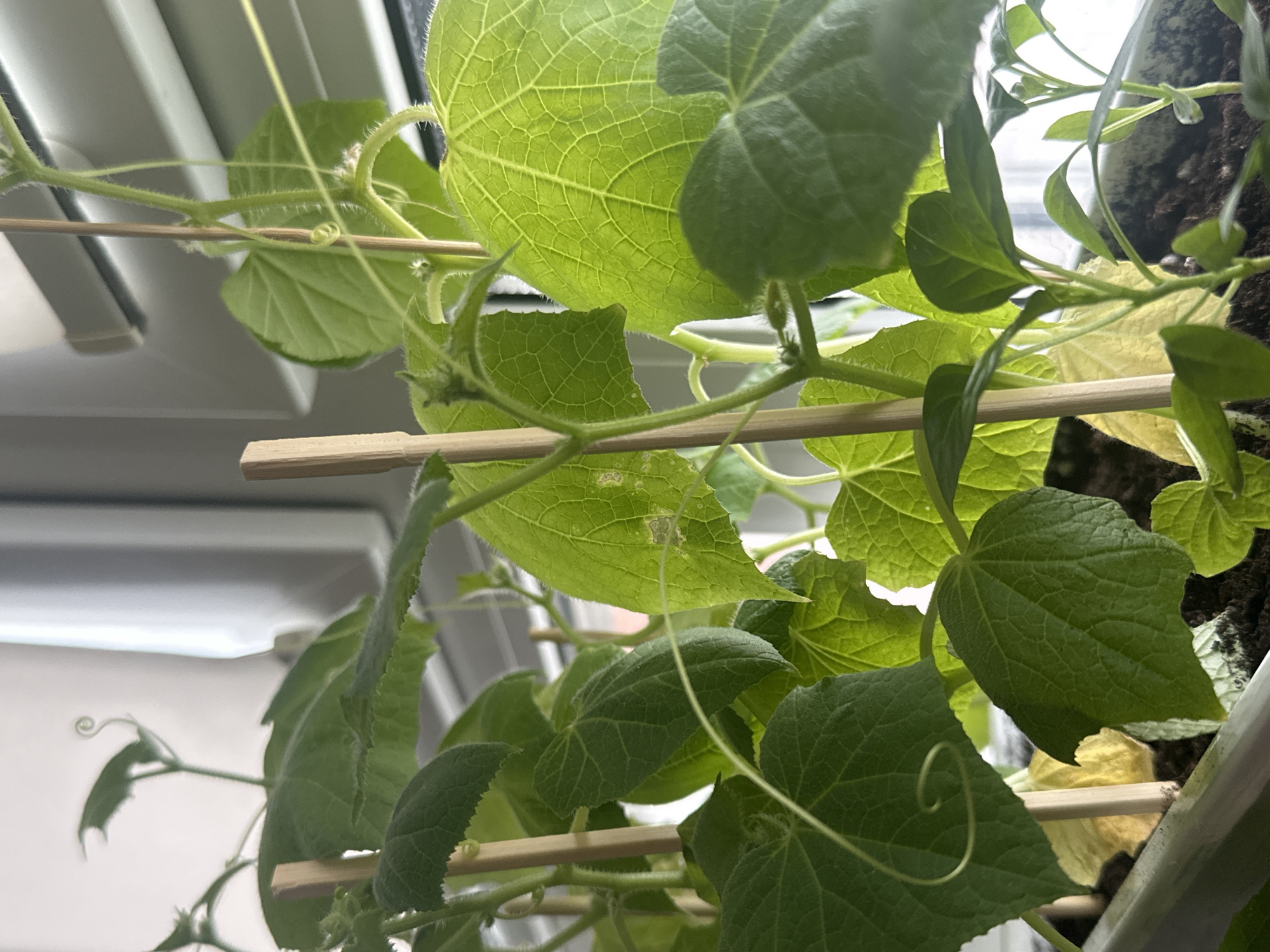 The image shows a close-up of a cucumber plant growing indoors. The plant has green leaves with distinct veins and tendrils that are curling around wooden supports. The background includes a window and a grow light. There is no evidence to suggest that the location is Moscow, Russia. The image primarily focuses on the plant and its growing environment.