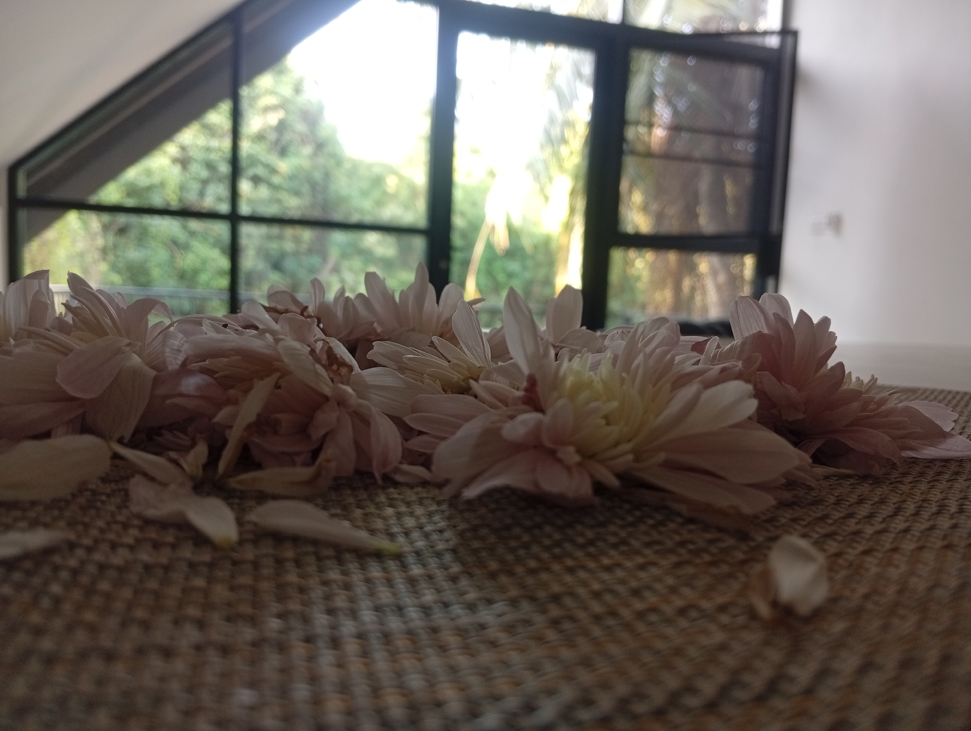 The image captures a serene indoor scene with a vibrant natural backdrop, set in Baan Wok Tum, Thailand. In the foreground, a cluster of delicate light pink and white flowers, possibly chrysanthemums, rests on a textured, woven surface, which appears to be a mat or rug. Several petals are scattered around the flowers, contributing to a natural, slightly disheveled arrangement.
The background is dominated by a large window with distinct black frames, including an angular section on the left. Through the window, lush green trees and abundant foliage are visible, suggesting a tropical outdoor environment. The light streaming in from outside is bright and somewhat soft, indicating daytime. On the far right, a plain white wall completes the interior setting. The depth of field places the flowers in sharp focus, while the background elements, including the outdoor scenery, are softly blurred. No people or visible text are present in the image. The overall impression is one of tranquility and a connection between the indoor space and the natural world.
