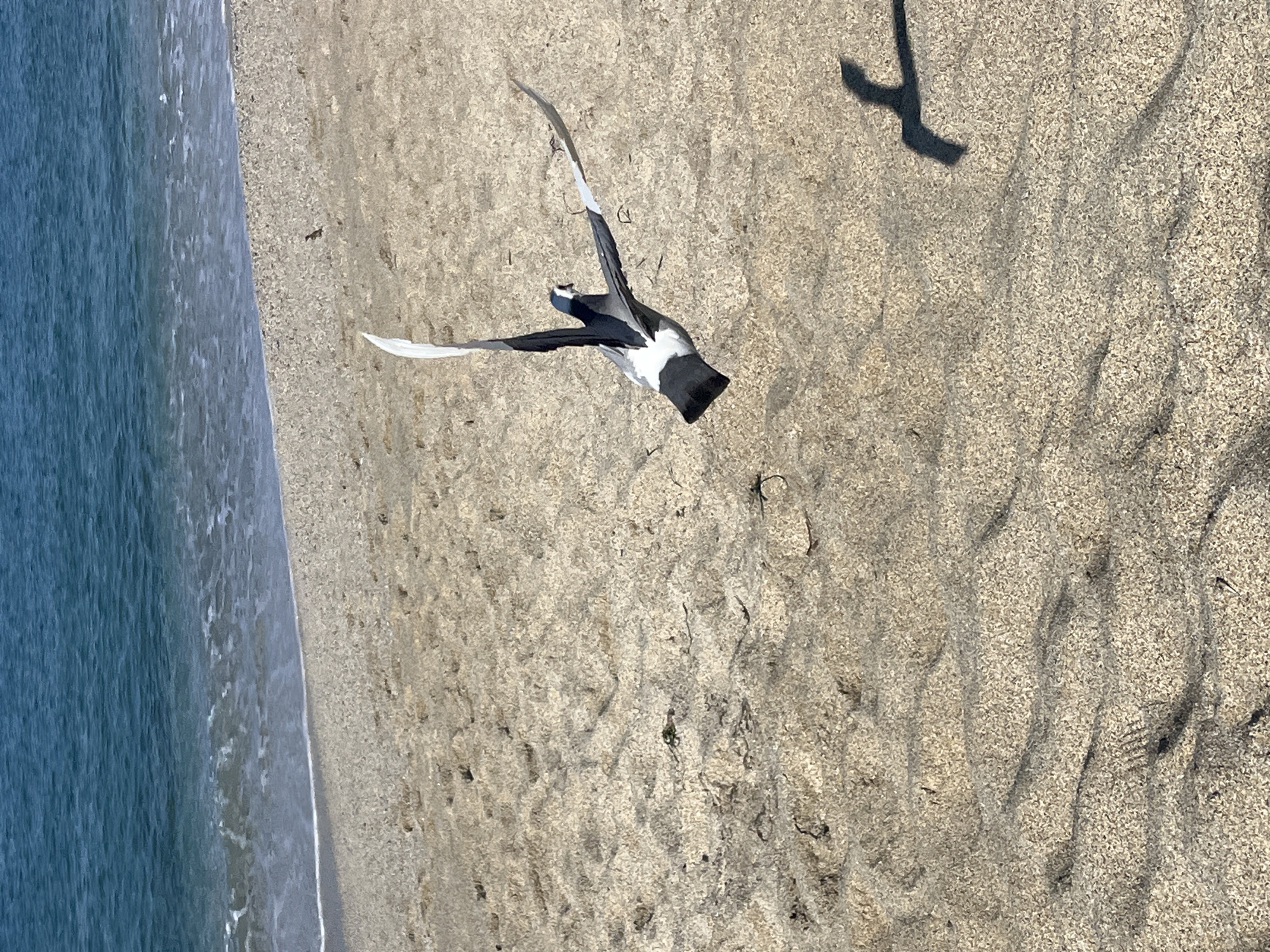 A medium shot captures a black and white bird in flight above a sandy beach. To the left, the ocean's edge is visible. A dark shadow is cast on the sand, likely belonging to a person standing above the camera. The location is Alanya, Turkey.