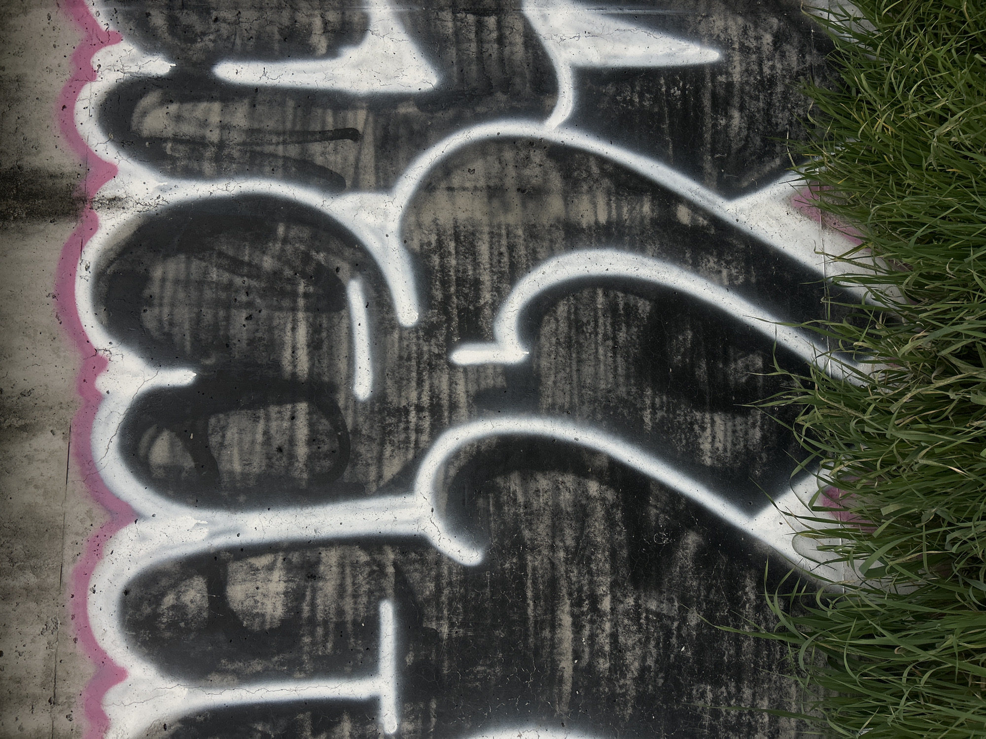 The image displays a weathered concrete wall covered in vibrant graffiti, partially obscured by lush green grass on the right. The graffiti features a distinctive style, predominantly using black paint for the fill, outlined by thick, bright white lines. In some sections, particularly along the left edge of the white outline, a thin, wavy pink line adds a subtle third layer to the design. The graffiti's shapes are curvilinear and abstract, resembling stylized bubble letters or wildstyle, though no coherent words are discernible. The concrete surface itself is rough and textured, showing signs of age with numerous small cracks, stains, and imperfections, suggesting an urban outdoor setting. The black paint of the graffiti appears somewhat faded or streaky in places, indicating its exposure to elements.
On the right side of the frame, a dense patch of green grass grows upwards, extending from the bottom to the top edge and covering a significant portion of the graffiti-laden wall. The grass is vibrant and healthy, providing a natural contrast to the artificiality and grit of the painted concrete. The lighting in the image is soft and diffused, possibly indicating an overcast day, as there are no harsh shadows. The perspective is straightforward, capturing the wall and grass in a vertical composition. The scene suggests a location like a retaining wall, underpass, or a derelict structure in an urban or peri-urban environment, consistent with the location context of Plovdiv, Bulgaria. There is no discernible readable text within the graffiti.