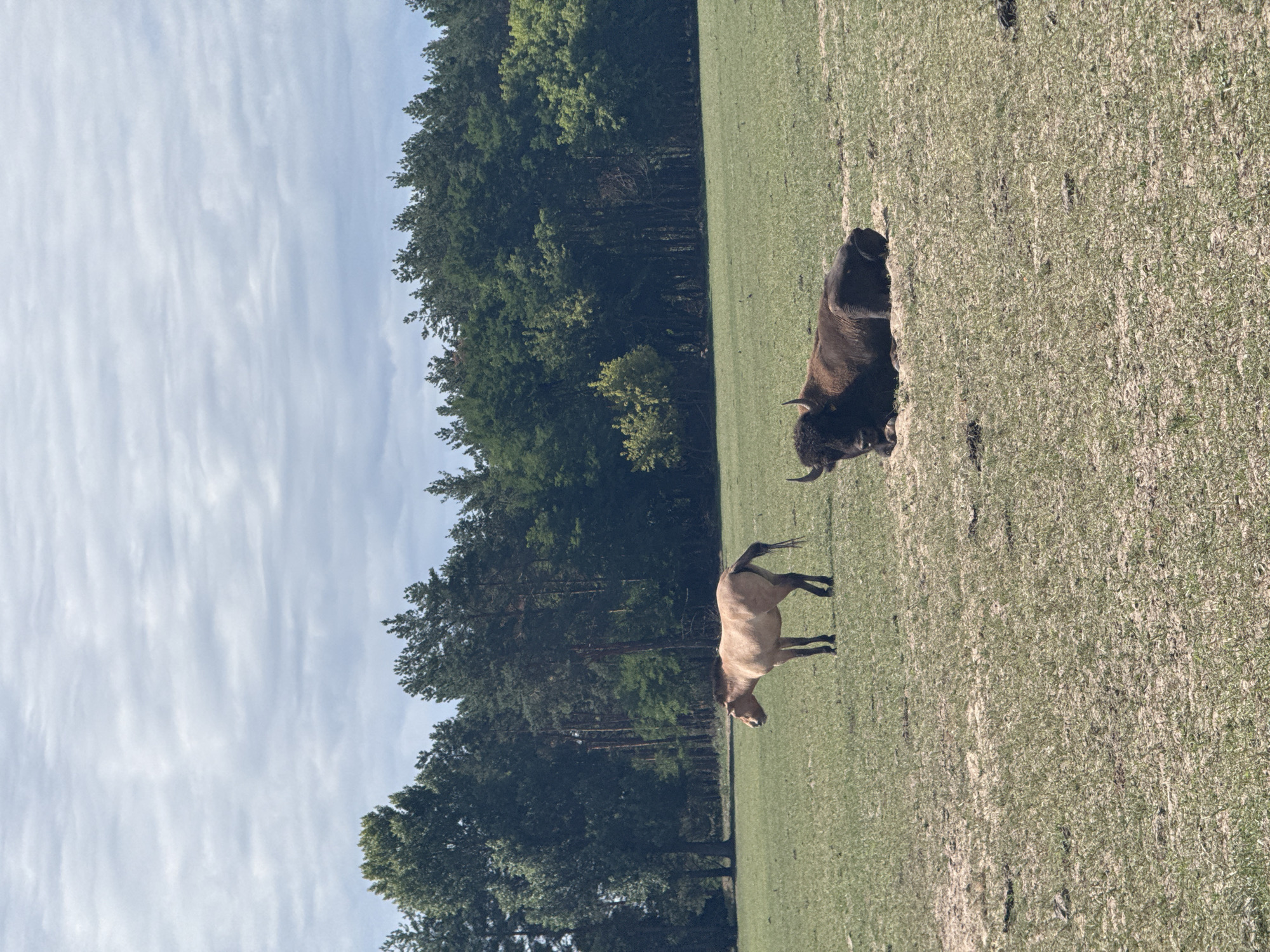This image depicts a fenced-in area within the city of Strakholissia, Ukraine, likely a nature reserve or zoo enclosure. The foreground shows a dry, sparse grassy field with patches of exposed soil. In the mid-ground, a Przewalski's horse, a light brown color with darker legs and mane, stands facing left. To the right of the horse, a bison rests on its side, facing the viewer with its head up and horns visible. The background features a dense line of mature coniferous and deciduous trees, suggesting a forest border. The sky above is partly cloudy with soft, diffused light.