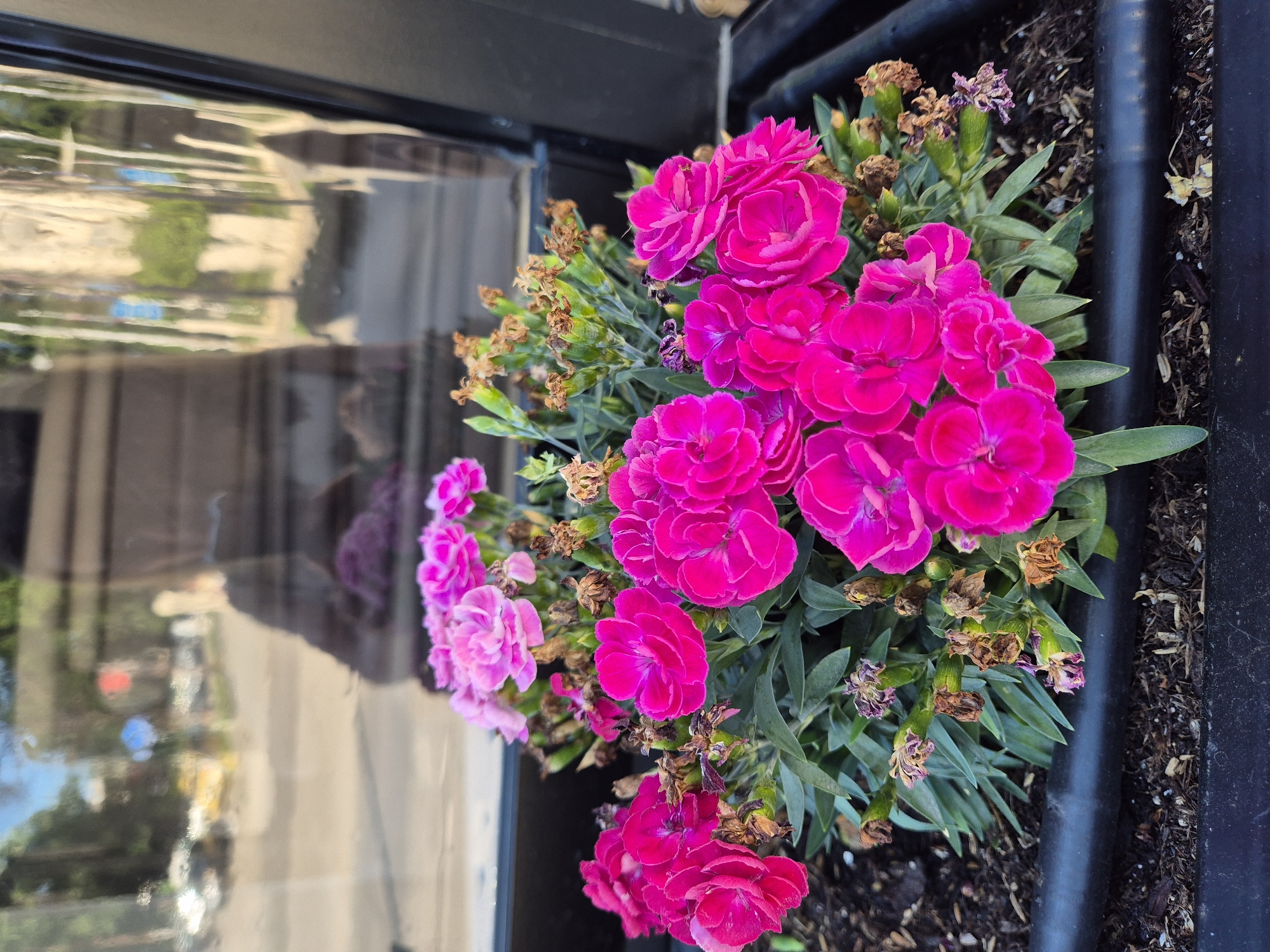 In this medium shot, a planter box filled with bright pink and lighter pink carnations sits in the foreground. The flowers are vibrant and full, with some dried brown remnants of spent blooms scattered among the green foliage. The planter is a dark color, likely black, and appears to be made of plastic or a similar material, with a black hose or tube resting on its edge.
The background is a reflection in a window, showing a blurry, sunlit street scene. Cars, trees, and buildings are visible, as is a faint silhouette of a person who is likely taking the photograph. The reflection suggests an outdoor setting, possibly a street-level window of a shop or building. The light is bright, indicating it's daytime. The specific location is unknown, as are the details of the person reflected.