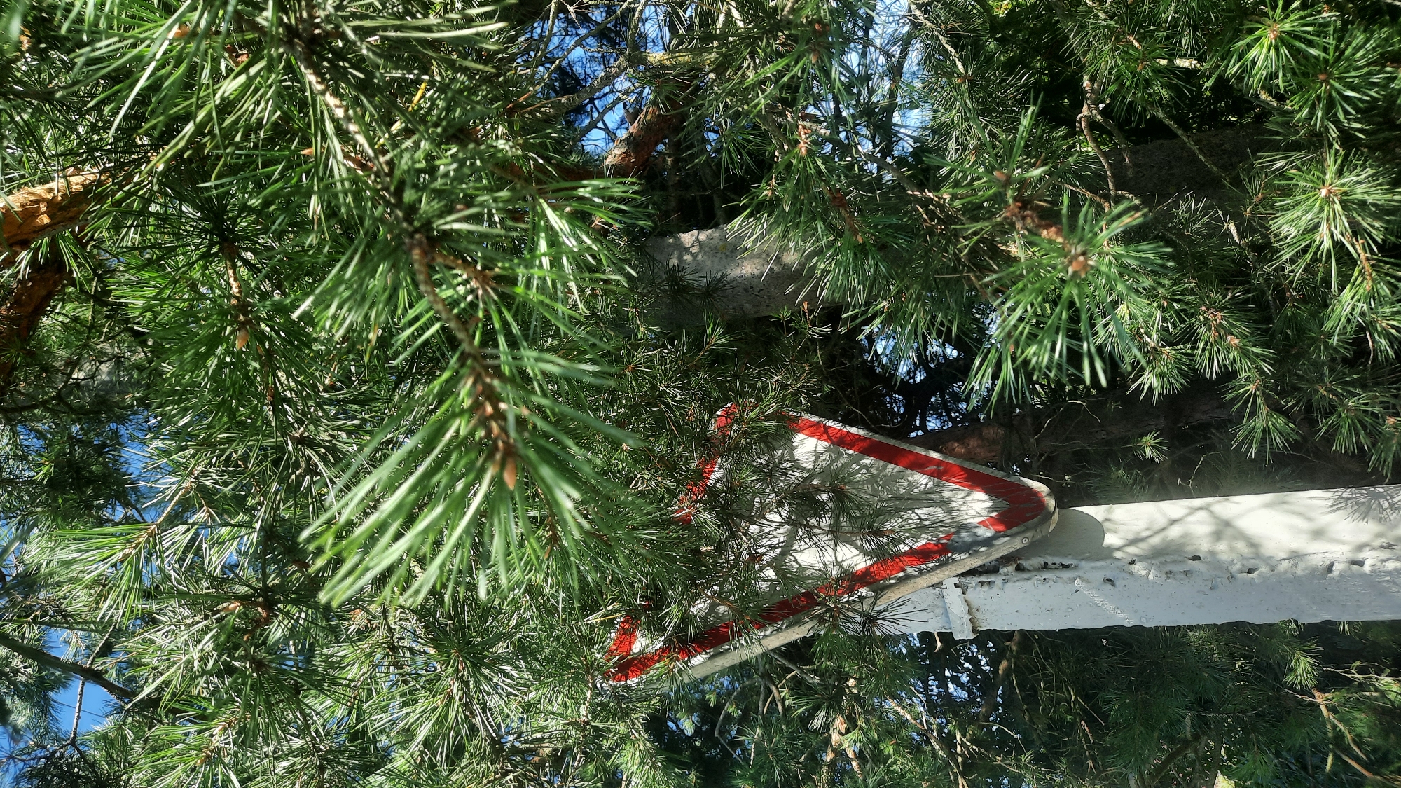 The image captures a triangular road sign with a red border and white interior, partially obscured by the green needles of a pine tree. The sign is attached to a white, weathered metal post. The background shows glimpses of a bright blue sky and more pine branches. The scene appears to be outdoors, with the sign likely situated near a road or pathway within a wooded area. The location is identified as Shklov, Belarus.