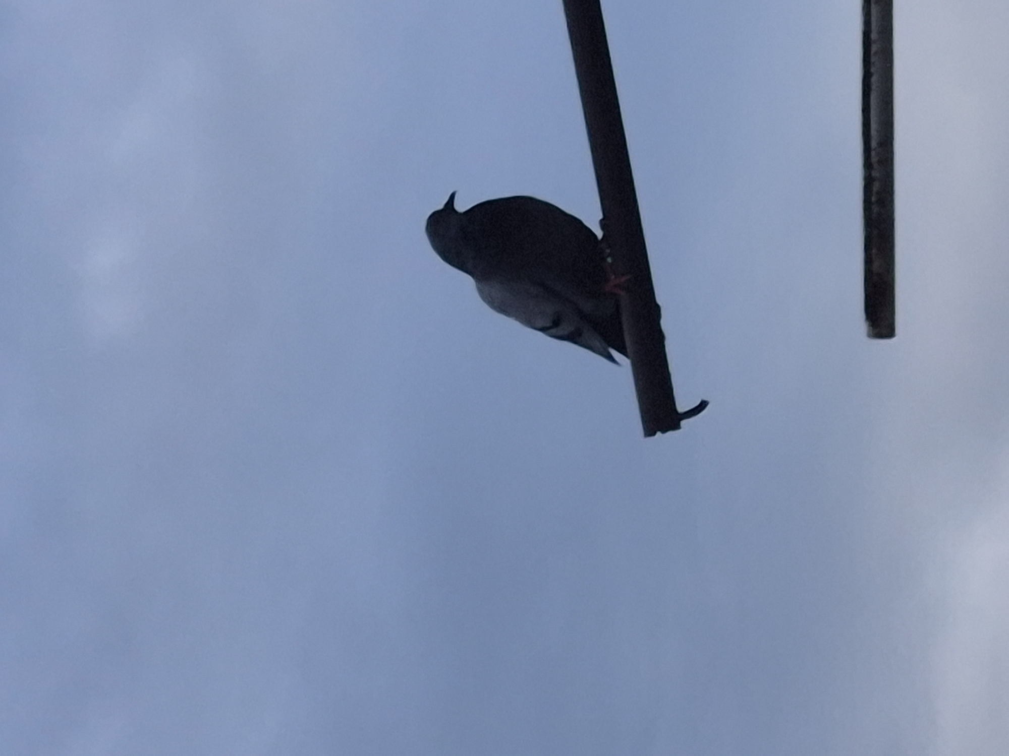 The image shows a pigeon perched on a dark metal pole. Another similar pole is seen in the upper right corner. The background is a light blue, possibly the sky. The location is likely in an urban area of Tbilisi, Georgia, considering the presence of metal poles and the commonness of pigeons in cities.
