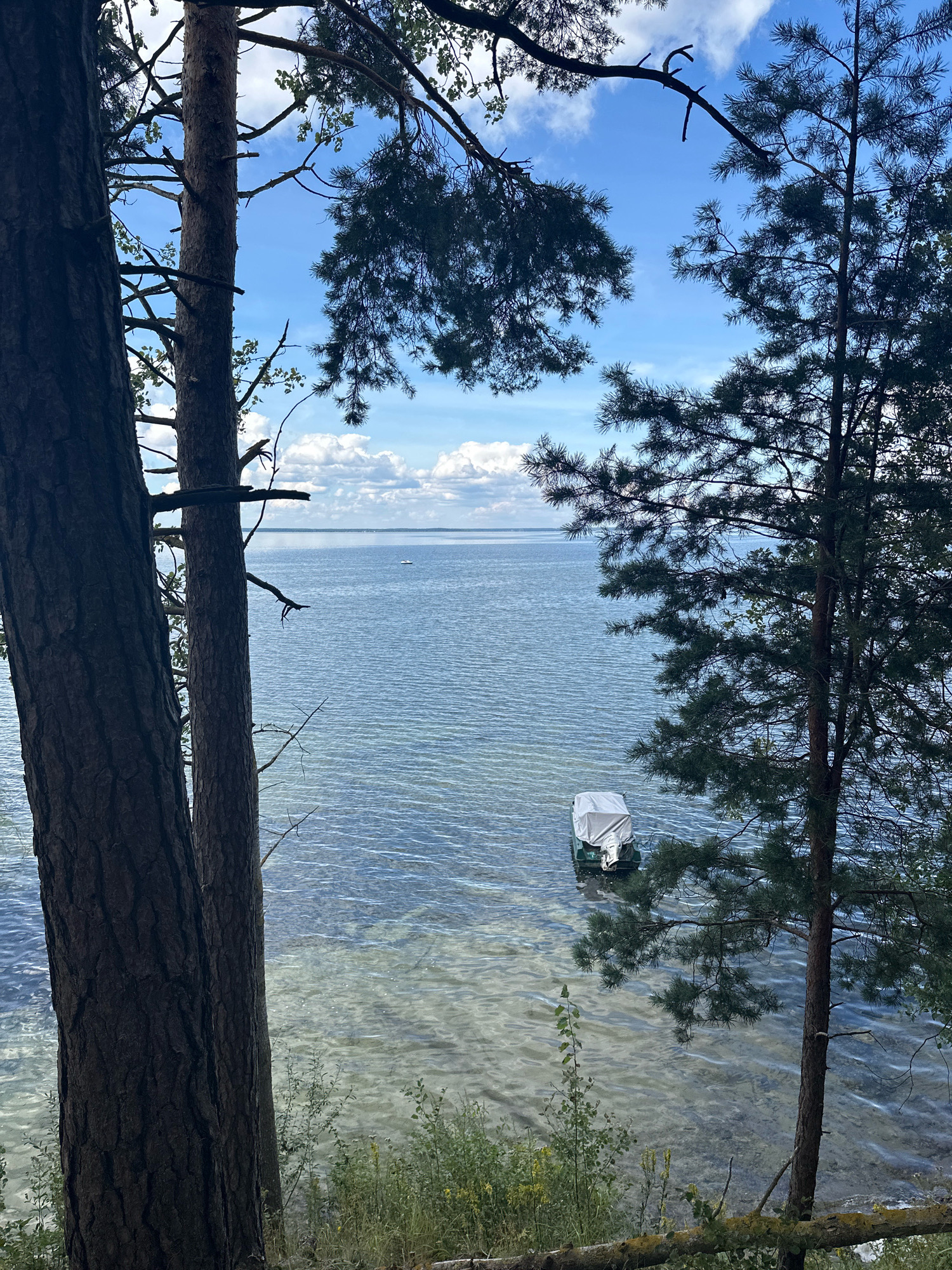 The image depicts a serene natural scene by a body of water, likely in the Мядзельскі сельскі Савет of Belarus, characterized by a tranquil atmosphere. In the foreground, two large pine trees frame the view, their rough bark and branches creating a natural vignette. Through the trees, a wide expanse of calm, blue water stretches towards the horizon, with gentle ripples indicating a light breeze. The water clarity allows a glimpse of the sandy bottom in shallower areas.
Further out on the water, a small, green boat is visible, covered with a light-colored tarp. The boat appears to be anchored or moored, adding a touch of human presence to the otherwise natural landscape. In the distance, the horizon line is marked by a faint silhouette of land or a further shoreline. The sky above is a bright blue, dotted with fluffy white clouds, suggesting fair weather. The surrounding vegetation, consisting of grass and low-lying plants, is visible at the edge of the water and between the trees, adding to the sense of a natural, undeveloped environment. The overall impression is one of peace and natural beauty.