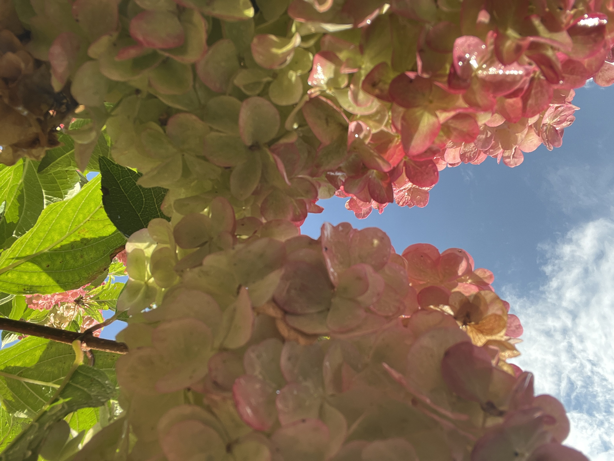 A low-angle, close-up, full-frame shot captures clusters of pink and green hydrangea blossoms against a bright blue sky with wispy clouds. The flowers are in the foreground, obscuring much of the sky and creating a tunnel-like effect. The lighting suggests it is daytime, with sunlight illuminating the dew-kissed petals and green leaves. There is no indication of the location being Yekaterinburg, Russia.