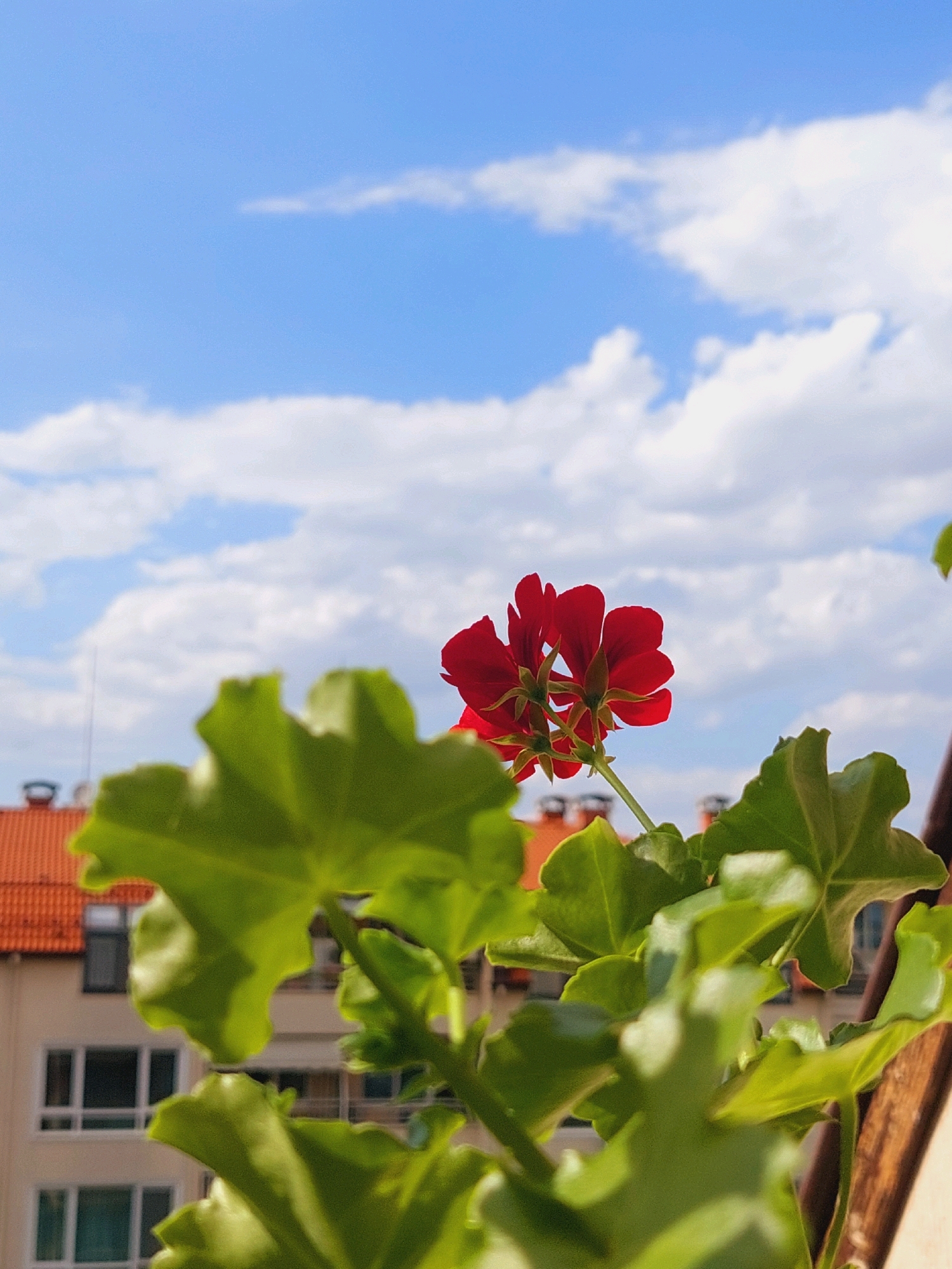An outdoor, eye-level, medium shot captures a vibrant red geranium flower in focus against a bright blue sky with scattered white clouds. The flower is positioned in the center-right of the frame, with its delicate petals and green stem clearly visible. In the foreground, large, unfocused green leaves of the same plant create a soft blur, framing the flower.
In the background, out of focus, a cityscape unfolds. The roofs of buildings, primarily orange-tiled, suggest a European architectural style. The muted tones of the buildings, with visible windows and balconies, indicate an urban setting. The overall impression is one of a peaceful, sunny day in a city, with nature intruding on the built environment. The presence of geraniums in flower pots is common on balconies and window sills in Sofia, Bulgaria, making this scene characteristic of residential areas in the city.