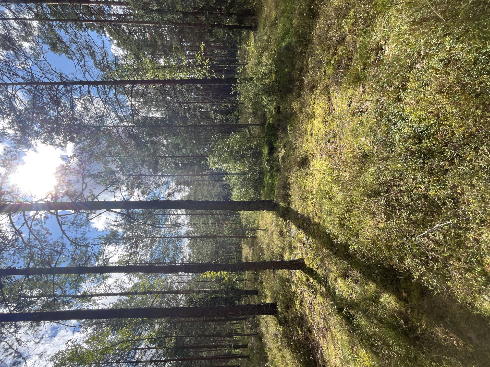 This is a wide-angle photograph of a sun-dappled pine forest in Pillapalu, Estonia. The foreground is covered in a thick carpet of moss and low-lying vegetation, with patches of dry grass and fallen pine needles. Several large pine trees with rough bark dominate the scene, their trunks casting long, sharp shadows across the forest floor. The sun is high in the sky, filtering through the dense canopy of needles and branches, creating bright sunbeams and lens flare. The sky above is a bright blue, with scattered white clouds. The overall impression is one of a serene and natural woodland environment.
