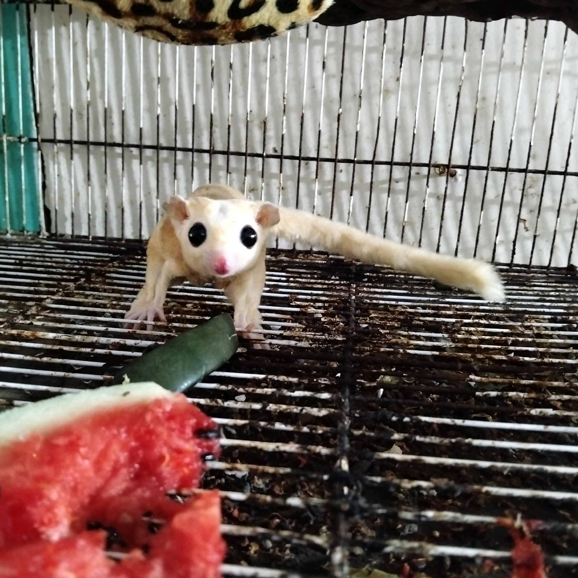 A sugar glider, a small marsupial with large eyes and a long tail, is standing on a wire cage floor in what appears to be a pet enclosure. In the foreground, a slice of watermelon is visible, along with a green piece of food, possibly a cucumber slice. The cage is filled with debris, indicating it may not have been recently cleaned. The background shows the interior of the cage, with vertical bars and a striped pattern, suggesting it might be a manufactured pet habitat. The lighting is dim and appears to be artificial, casting shadows within the cage. The overall scene suggests a domestic setting, likely a home or pet store. There is no discernible information in the image that places it specifically in Bandung City, Indonesia.