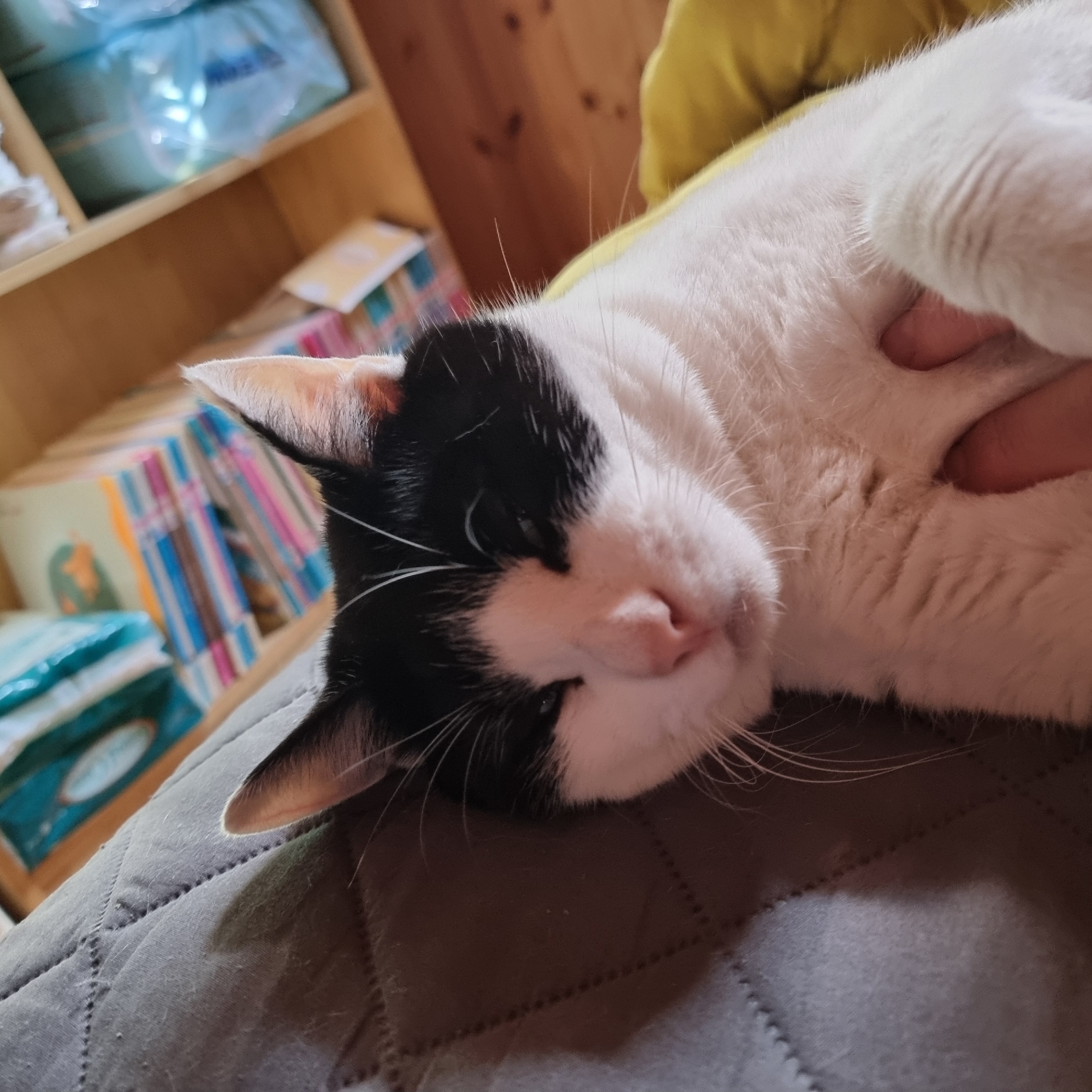 A black and white cat is lying on its back on a quilted gray surface. The cat's eyes are partially closed, and its head is tilted to the side. A human hand is visible, gently touching the cat's fur. In the background, there are shelves filled with various items, including some in blue plastic packaging. The overall impression is of a calm and relaxed scene. The specific location of Dunnae-myeon, South Korea, is not determinable from the provided image.