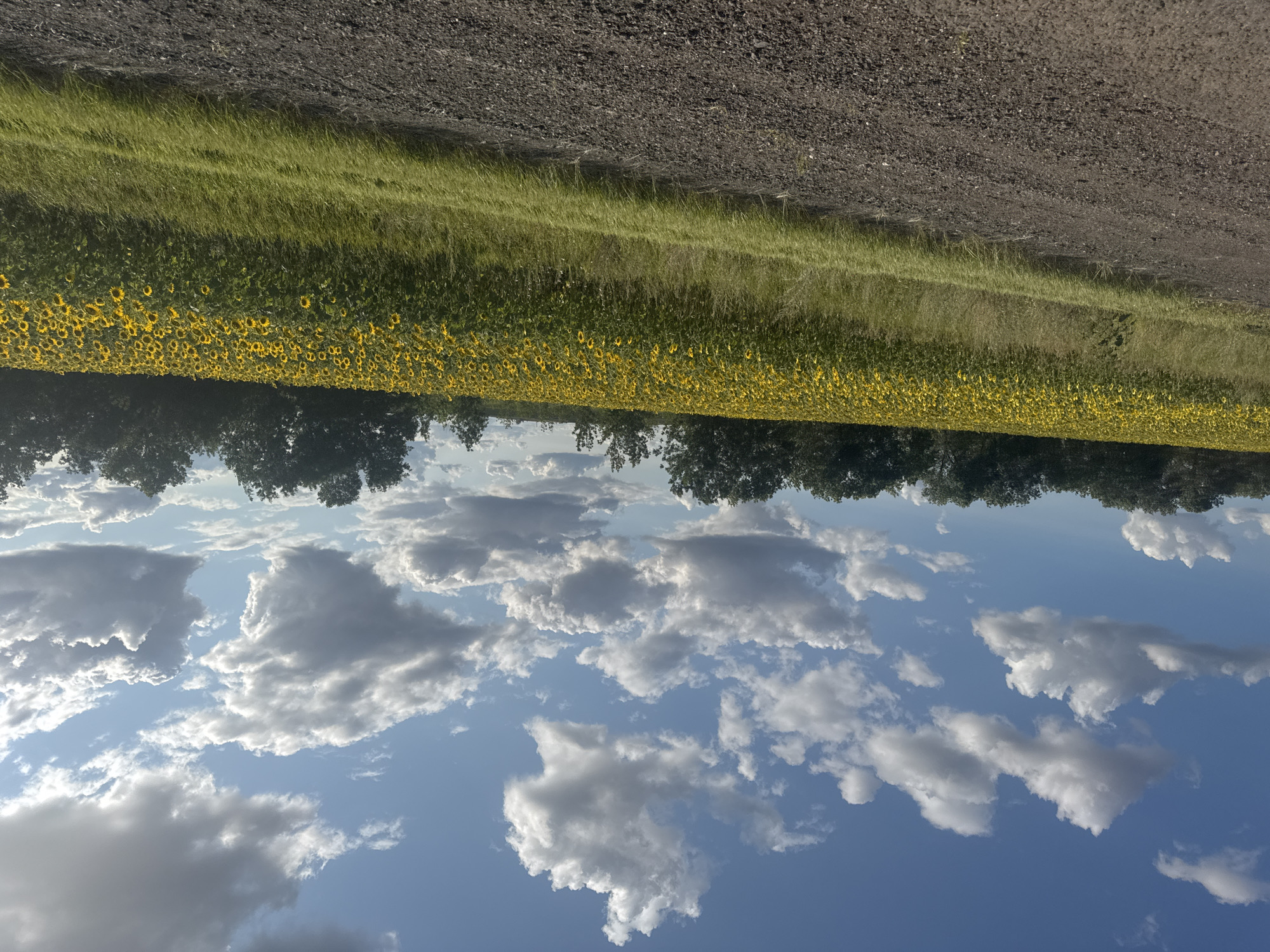 A wide-angle, low-angle shot captures a field of vibrant yellow sunflowers stretching across the frame, leading the eye towards a dense line of dark green trees in the distance. The sky above is a brilliant blue, dotted with fluffy white clouds, some of which are tinged with gray, suggesting potential for weather changes. In the foreground, a rough, dark dirt road or path occupies the bottom portion of the image, with a strip of bright green grass separating it from the sunflower field. The scene is likely set in Perevolotskii, Russia, given the vast, open agricultural landscape and the presence of trees typical of the region. There are no people or animals visible in the image. The lighting suggests it is daytime, possibly late afternoon, with the sun casting gentle highlights on the clouds and sunflowers.