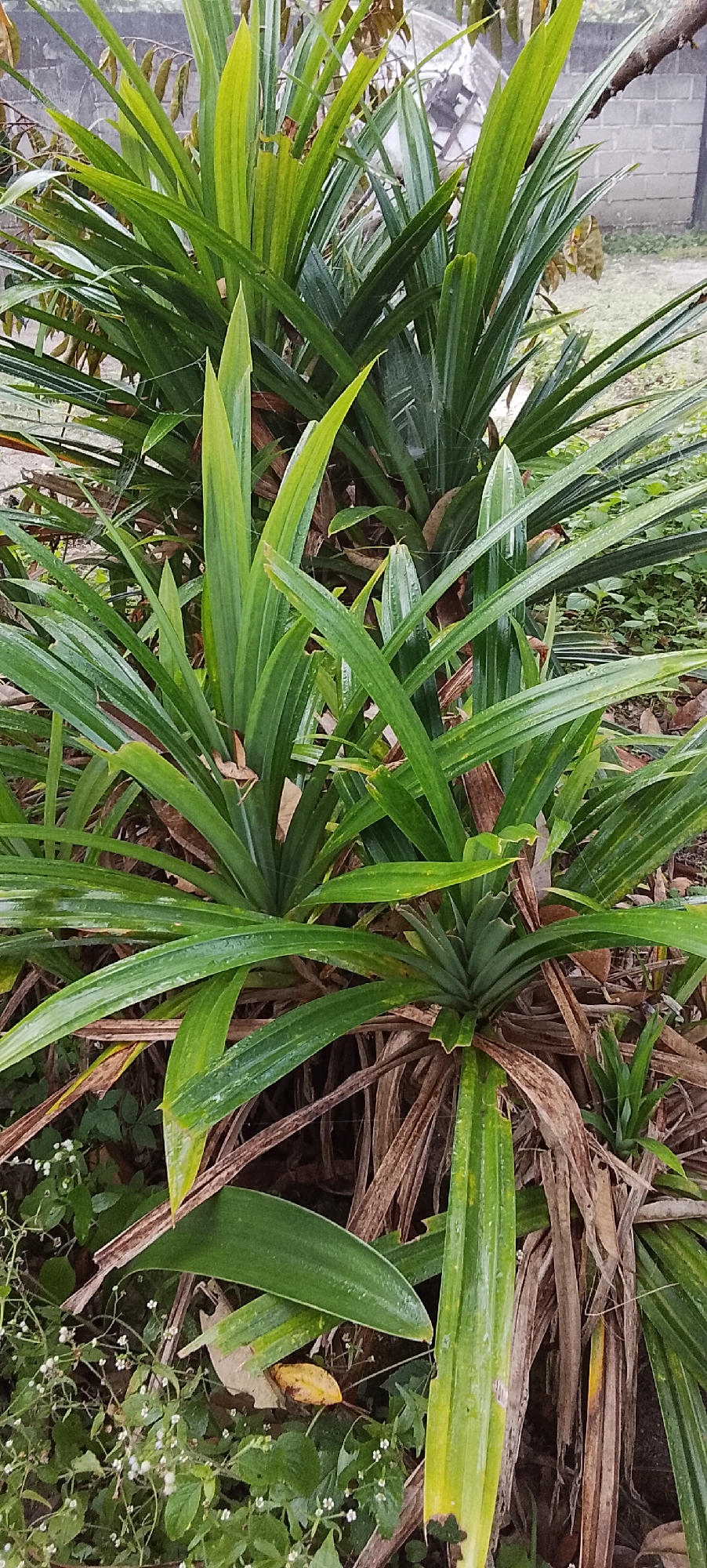 The image shows a close-up of lush green pandan plants growing outdoors. The plants have long, sword-shaped leaves that are a vibrant green, with some leaves showing hints of yellow or brown, suggesting age or natural variation. The leaves are arranged in a radial pattern, forming dense clumps. In the background, there is some dried foliage and the hint of a wall and some lighter-colored vegetation, possibly indicating a garden or natural setting. The overall impression is one of healthy, well-established plants in a slightly unkempt, natural environment. The image does not contain any people or specific urban features that would pinpoint a location within the city of Padang Dalom, Indonesia, beyond suggesting an outdoor setting where pandan plants are cultivated or grow wild.