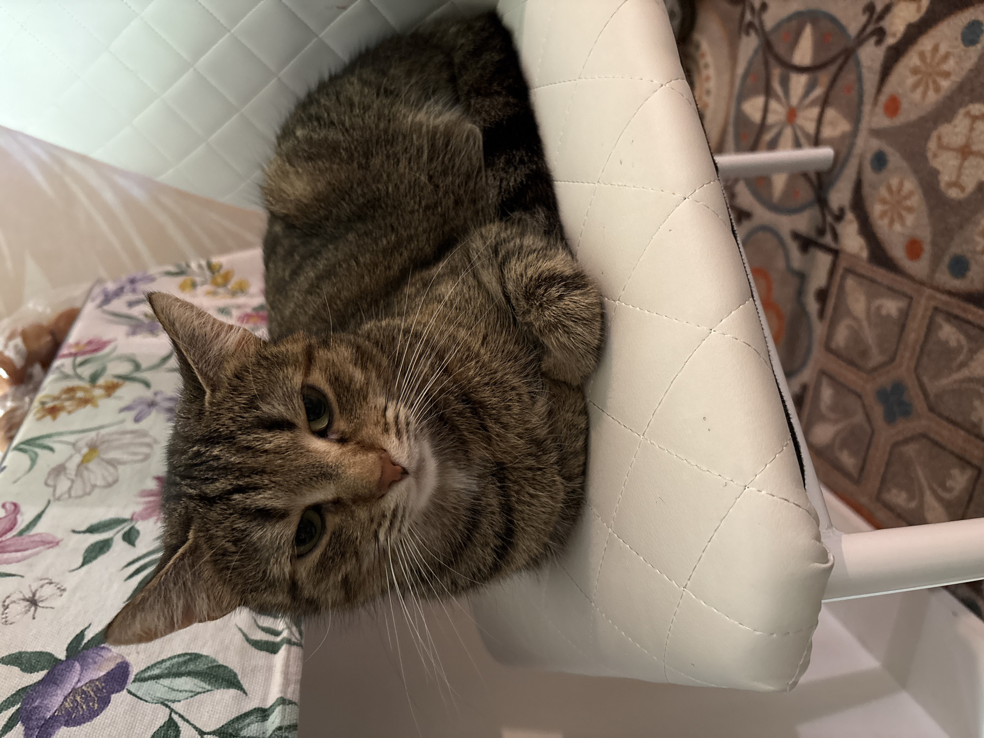 A tabby cat is curled up on a white, quilted chair. The cat is facing the camera with its paws tucked underneath its body. The cat has green eyes and brown and black stripes. The chair is positioned in what appears to be an indoor setting, with a floral tablecloth visible in the background. The floor beneath the chair has a patterned rug. The image does not provide any specific information about the location in the city of Saint Petersburg, Russia.