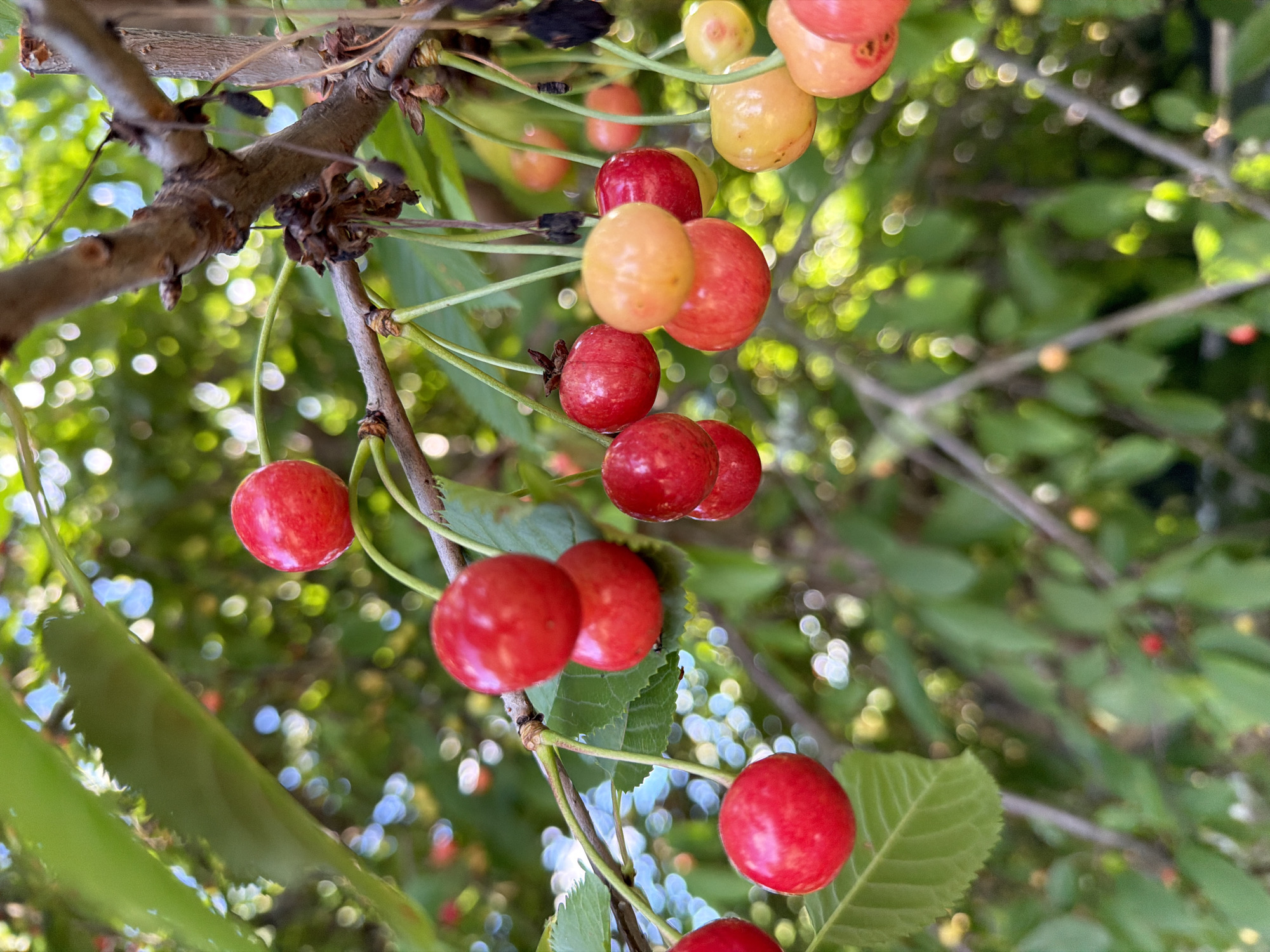 A close-up, low-angle shot captures a cluster of ripe cherries hanging from a tree branch against a backdrop of green leaves and a soft, bokeh effect of sunlight. The cherries are predominantly red, with some exhibiting a blush of yellow or orange, indicating varying stages of ripeness. Some cherries are solitary, while others hang in pairs, each attached to a slender stem. The tree branch is rough and brown, with visible textures. The environment suggests an outdoor setting, likely a garden or orchard, bathed in natural light. The image does not provide any information that could pinpoint its location within Bila Tserkva, Ukraine, as there are no discernible landmarks or specific environmental cues. There are no people or animals visible in the frame.
