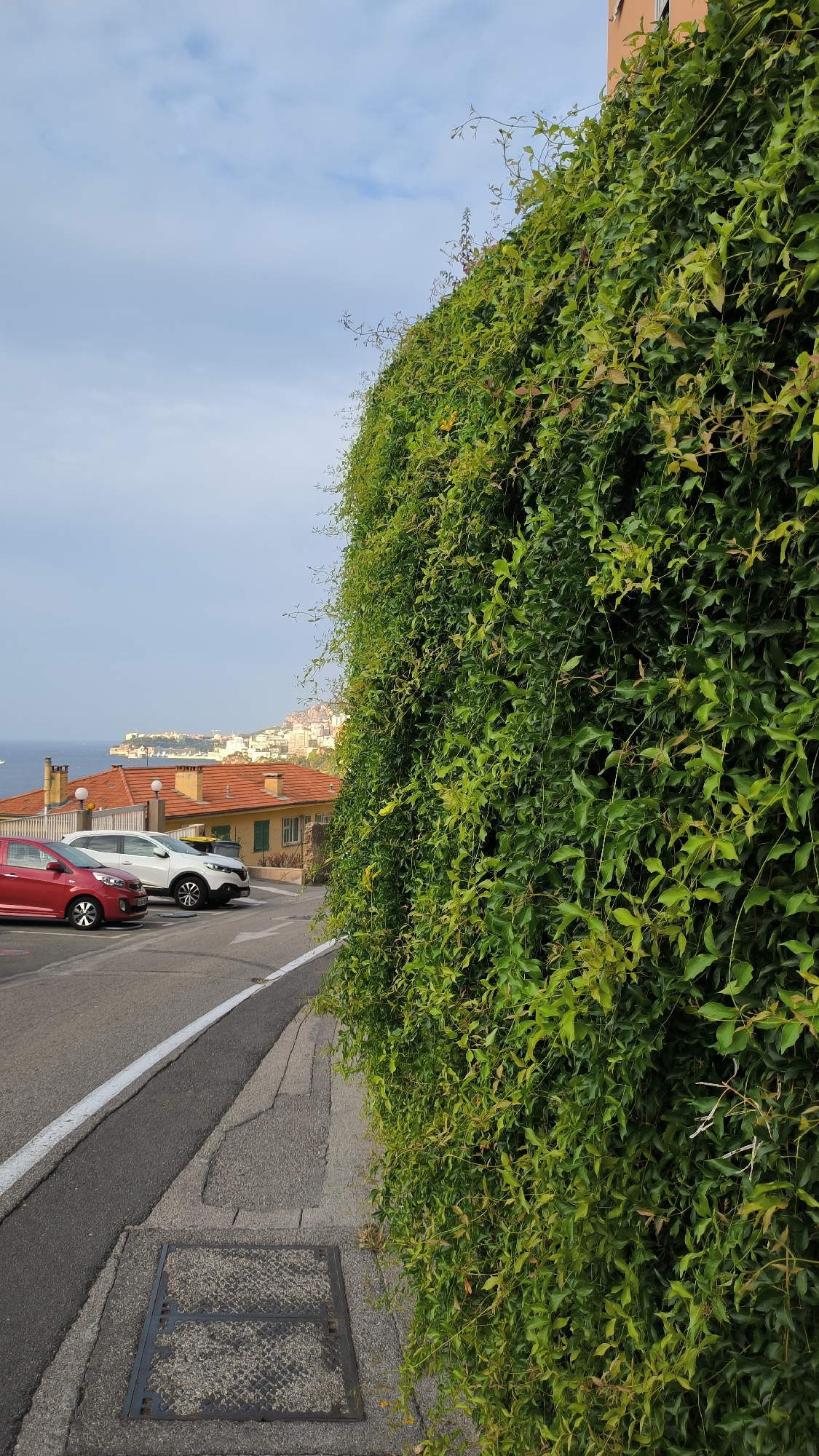 The image depicts a street scene in an urban environment with a lush green hedge dominating the right side of the frame. In the foreground, a grey asphalt road curves to the left, bordered by a concrete sidewalk and a manhole cover. A white painted line runs along the edge of the road. On the left side of the road, two cars are parked: a red compact car in the front and a white SUV behind it. In the background, a town or city stretches towards the sea, characterized by buildings with orange tiled roofs and other structures. The sky above is a pale blue with scattered clouds. The perspective is from a slightly elevated position, looking down and across the scene.