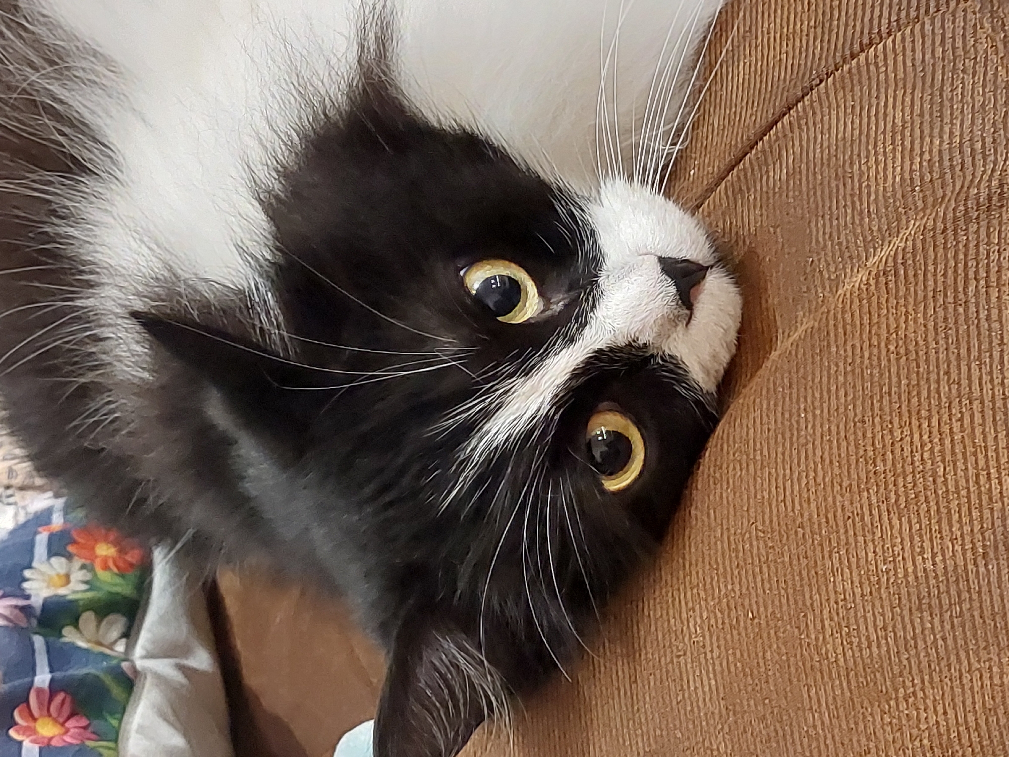 A medium close-up shot shows a black and white cat on a brown textured surface, possibly furniture upholstery. The cat is positioned upside down with its head tilted to the side, resting against the brown surface. The cat has golden eyes, a white muzzle, and long white whiskers. A floral patterned blanket is visible in the background. There is no evidence to determine the location is Plovdiv, Bulgaria.