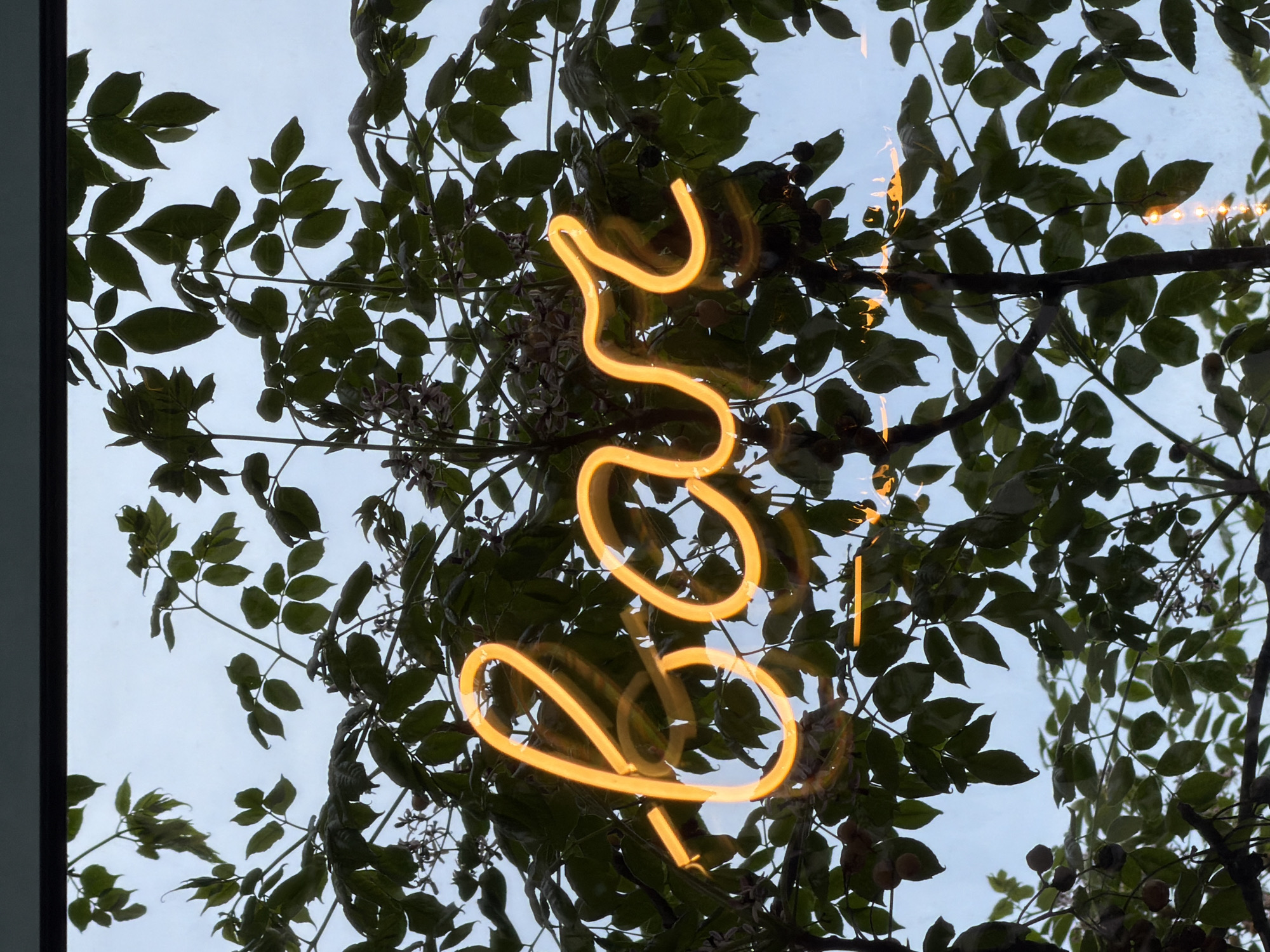 The image displays a vibrant orange-yellow neon light, centrally located and appearing as a dynamic, abstract squiggle or a stylized letter, possibly an 'S'. This illuminated light is seen through what appears to be a clear window or glass panel, against a backdrop of natural elements.
Behind and around the glowing neon light, dark green leaves from a tree or shrub are prominently silhouetted against a light blue sky. The foliage is dense, with branches extending across the frame. Among the leaves, small, round, light brown fruits or berries are visible, along with delicate clusters of pale flowers, adding intricate detail to the natural growth.
The light blue hue of the sky suggests either an overcast daytime, late afternoon, or early twilight, a time when artificial lights like the neon begin to stand out. A dark, vertical border or frame is visible along the left side of the image, implying the photo was taken from an interior space looking outwards. There is no specific activity taking place, and the scene is a static composition blending artificial illumination with natural elements. The neon light does not form any readable text, only an abstract, flowing shape.