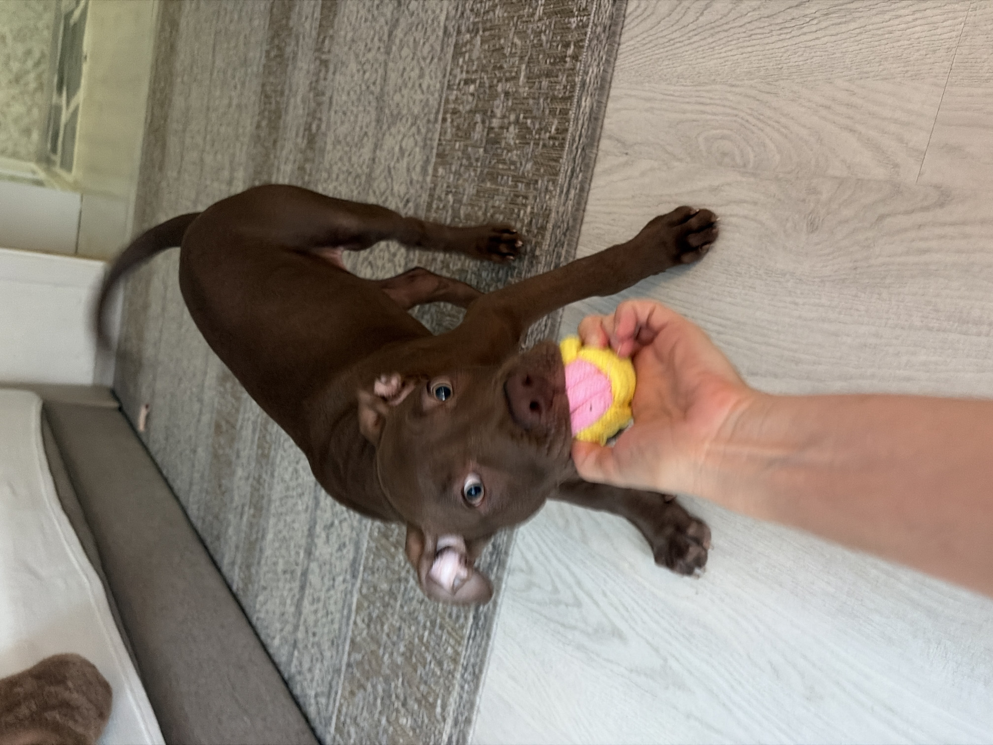 A brown pit bull puppy is playing tug-of-war with a yellow and pink toy, held by a human hand, in a room with light-colored wooden flooring and a patterned rug. The puppy's head is tilted, with its ears perked and blue eyes wide, focused on the toy. The background shows a segment of a bed with a brown fuzzy object on it and a hint of a wall with tiled accents. The scene is domestic.