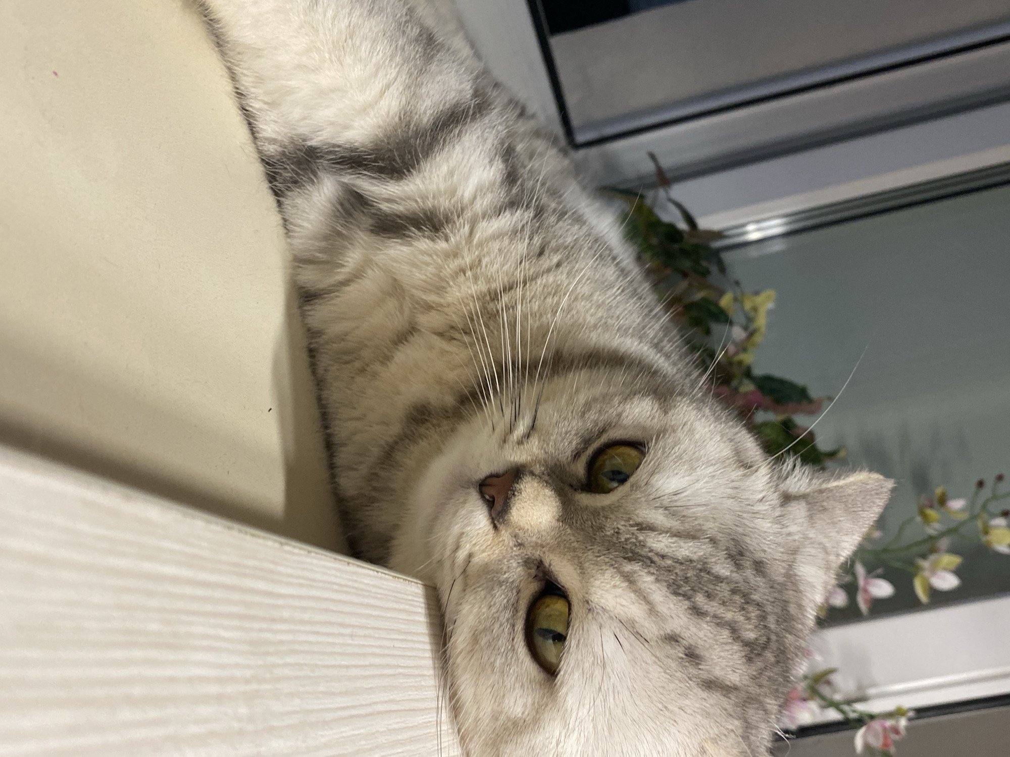 The image features a close-up, rotated view of a silver tabby cat lying down. The cat has striking green eyes and a light-colored nose. Its fur is a mix of gray and white with distinct tabby markings. The cat is positioned near a window, with some greenery and light-colored flowers visible in the background, possibly artificial. To the left of the cat, a cream-colored surface meets a wooden surface with a ribbed texture. The lighting suggests it could be indoors during the evening or a dimly lit day. No text is visible in the image. The overall impression is one of a relaxed or curious pet in a domestic setting.