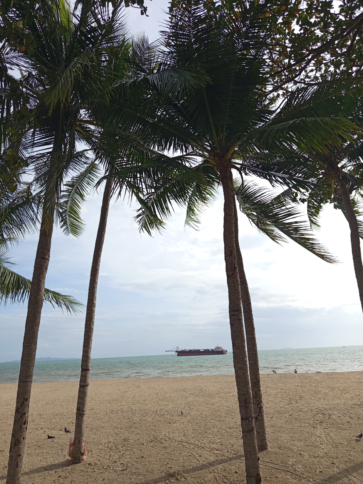 The image depicts a beach scene in Pattaya City, Thailand, with several tall palm trees in the foreground. The sand on the beach is light brown, with some evidence of footprints and a few scattered birds, possibly pigeons, walking on the sand. The ocean is calm and a turquoise green, with a large cargo ship visible in the distance on the horizon. The sky is overcast with some patches of blue. The palm trees are positioned on the left and right sides of the frame, with their fronds creating a natural canopy overhead. The overall atmosphere is serene and tropical.