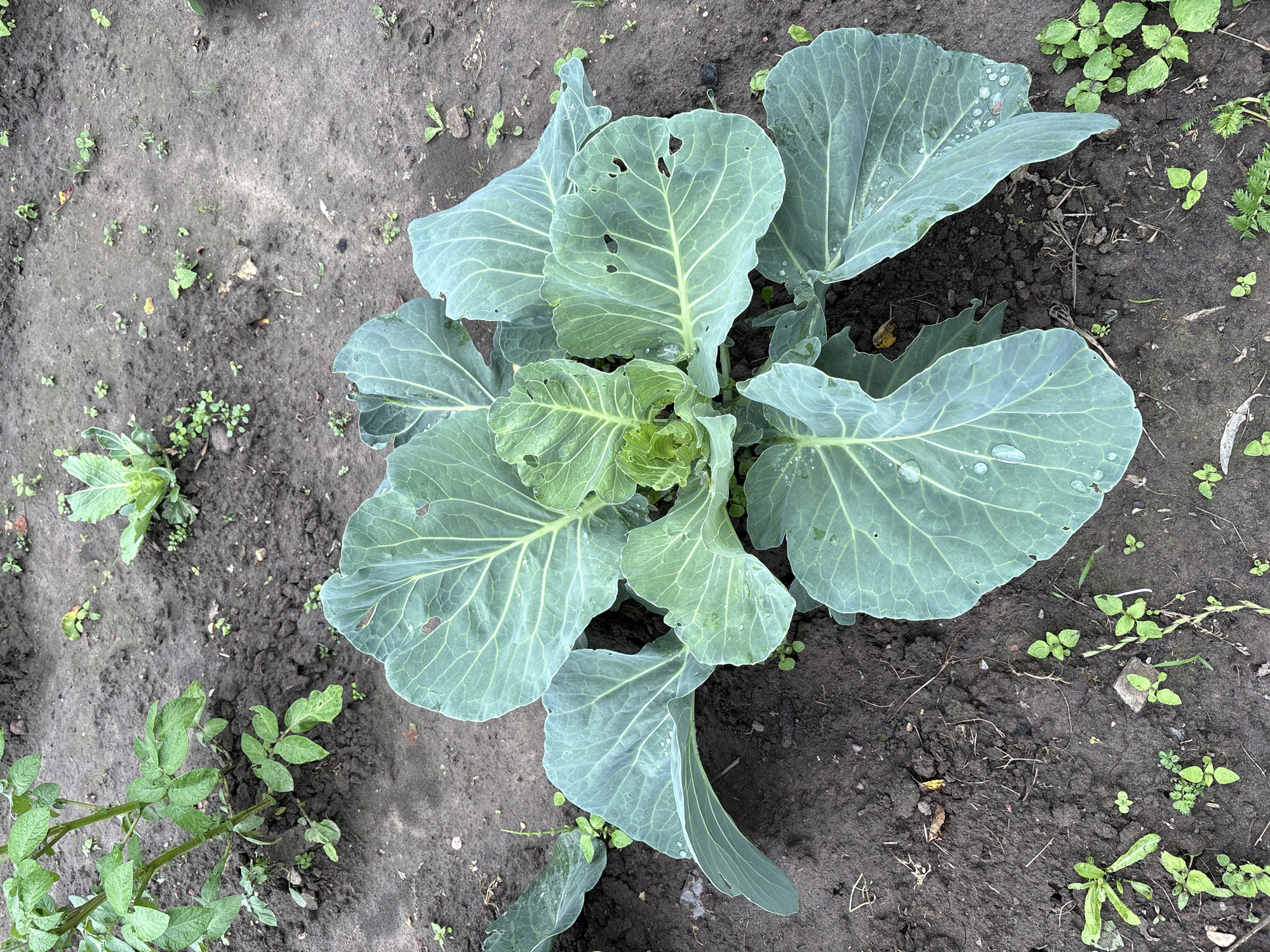 A close-up, eye-level, overhead shot depicts a young cabbage plant growing in dark, loamy soil. The cabbage is the central focus, with large, pale green leaves fanning out. Some leaves show small holes. Water droplets are visible on several leaves. To the left, a portion of a potato plant with green leaves is visible. The background shows more dark soil with scattered small green weeds and some fallen leaves. The scene appears to be a garden bed. The location is identified as Відзаўскі сельскі Савет, Belarus.