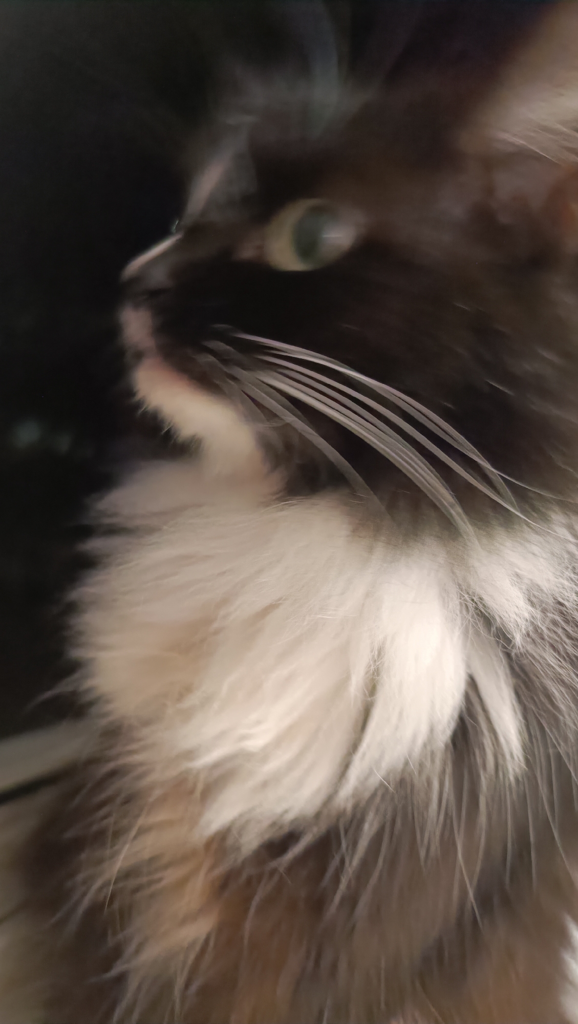 A close-up, low-angle shot captures a black and white cat's face, with its body extending out of frame. The cat is positioned in profile, facing left, with its head turned slightly towards the viewer. Its fur is predominantly black with a white chest and muzzle. The cat's right eye, a pale green, is visible and appears slightly unfocused. Its long, white whiskers are prominent against its dark fur. The background is dark and indistinct, suggesting an indoor environment, possibly a home. No specific location in Chaikovsky, Russia, can be identified from the image.