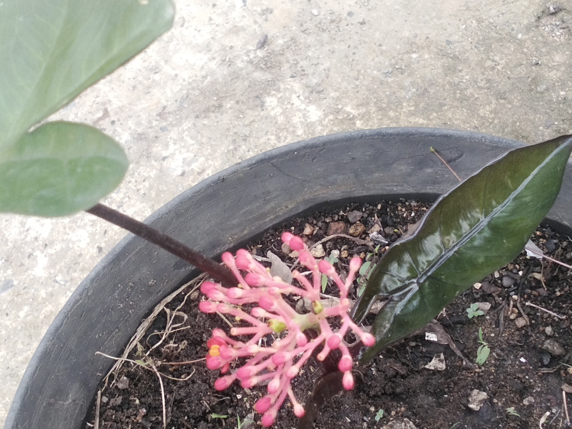 A close-up, slightly overhead shot captures a potted plant in Lhokseumawe, Indonesia. The plant is in a dark, circular pot filled with dark soil, small rocks, and dry plant debris. A cluster of small, bright pink flowers with yellow centers is blooming on the left side of the pot. To the right of the flowers, a single, large, dark green leaf with a glossy finish stands out. In the background, a textured gray surface, likely concrete, is visible. The lighting appears to be natural daylight. There are no people or animals present in the image.