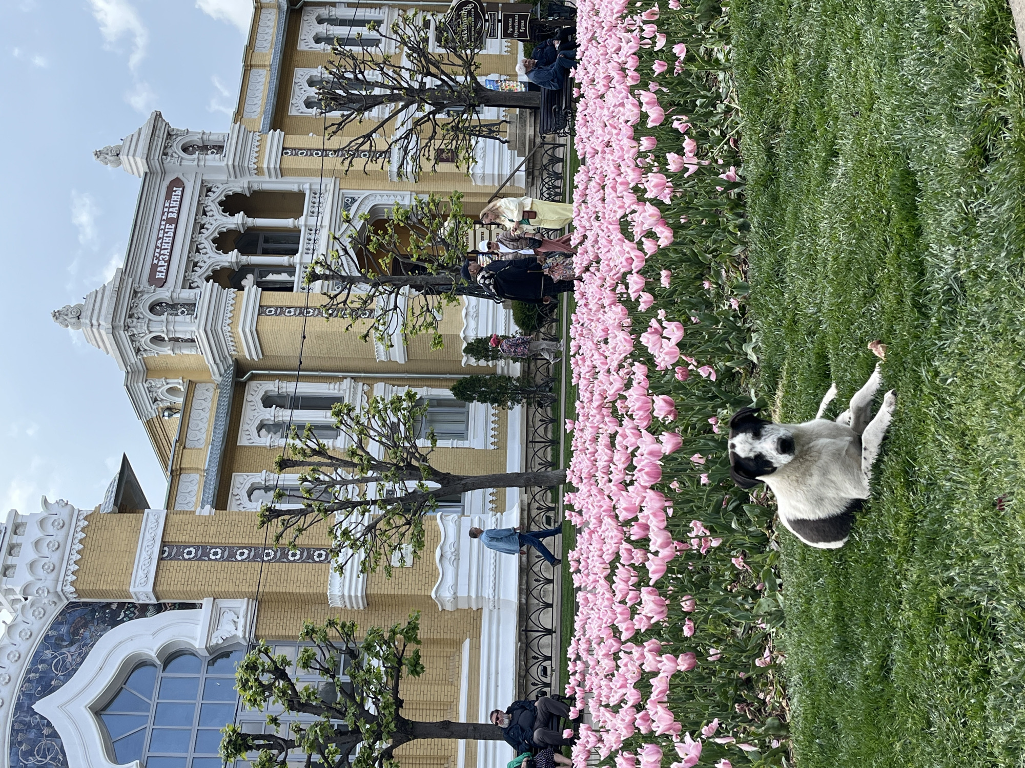 The image shows a section of the Kislovodsk State Philharmonic Hall named after V.I. Safonov, located in Kislovodsk, Russia. The building is yellow with ornate white trim and architectural details. In front of the building is a flowerbed full of pink tulips. A dog is lying on the grass alongside the flowerbed. People are visible walking near the flowerbed and sitting on benches in the background. Trees with pruned branches are interspersed between the building and the flowerbed.