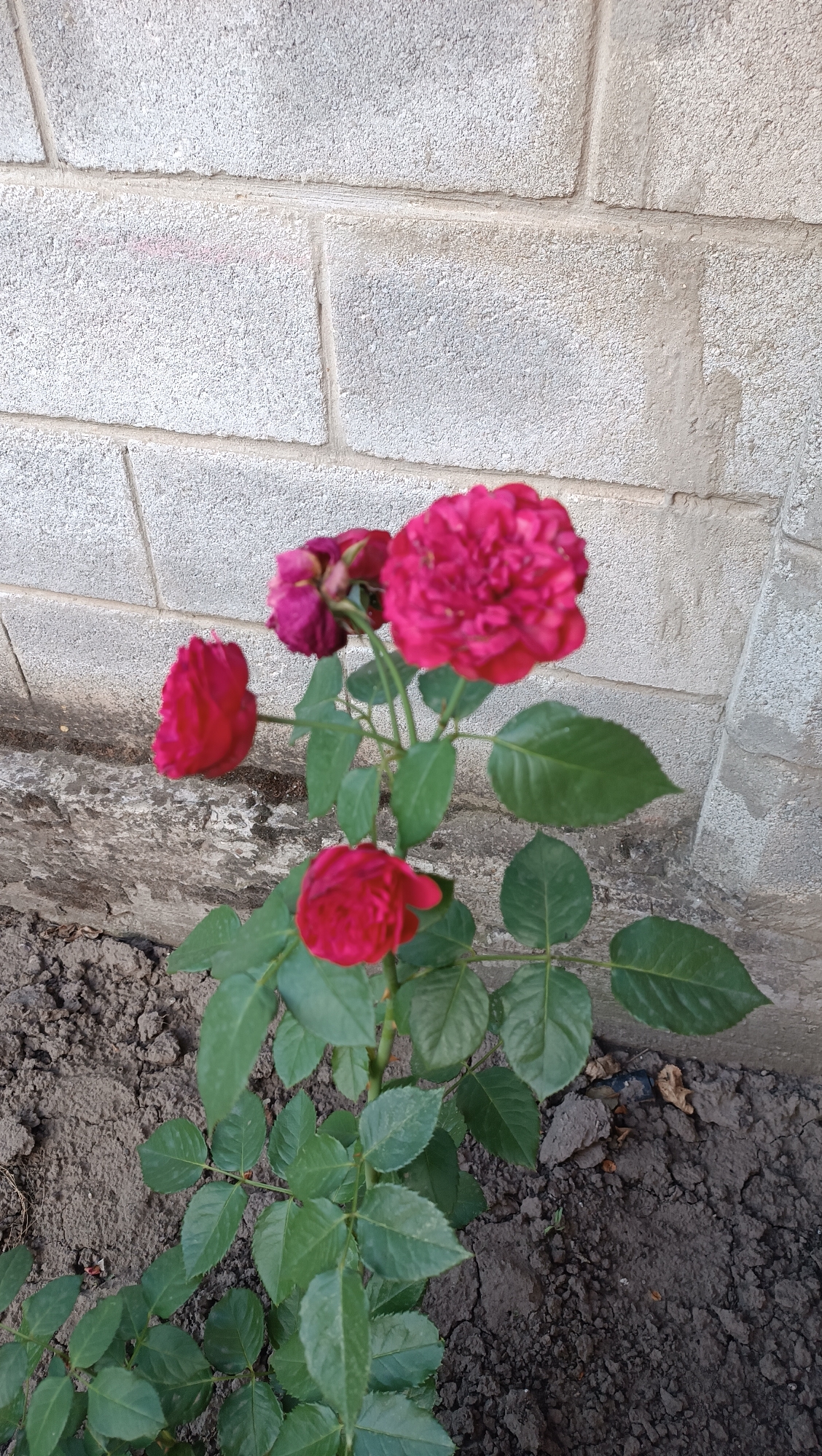 A close-up, eye-level shot features a cluster of red roses with green leaves, positioned in front of a grey cinder block wall. The roses are in various stages of bloom, with some fully opened and others appearing to be fading. The wall, made of rough-textured cinder blocks, shows signs of weathering and has some faint pink marks near the top. The ground beneath the roses is dark, dry soil, with scattered debris including small stones and dried leaves. The scene suggests an outdoor setting, possibly a garden or yard, in a residential area of Leușeni, Moldova. No people are visible in the image.