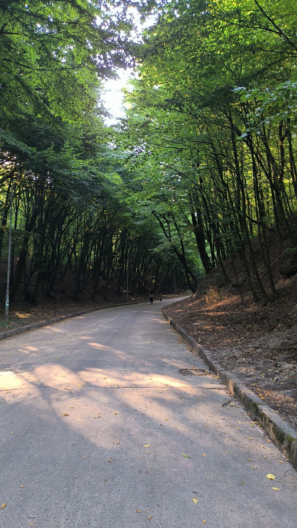 The image depicts a paved pathway winding through a dense forest on a sunny day. The trees, with their lush green foliage, form a canopy overhead, casting dappled shadows on the path. Sunlight filters through the leaves, illuminating parts of the walkway and the surrounding undergrowth. A single person, appearing to be walking a dog, is visible in the distance on the path. The path is bordered by a concrete curb and a slope covered in dry leaves and soil. The scene suggests a park or natural area within a city, likely a recreational space designed for walking and enjoying nature. Based on the landscape and style of the pathway and bordering, this could be Stryiskyi Park in Lviv, Ukraine, a well-known park with similar tree-lined paths.