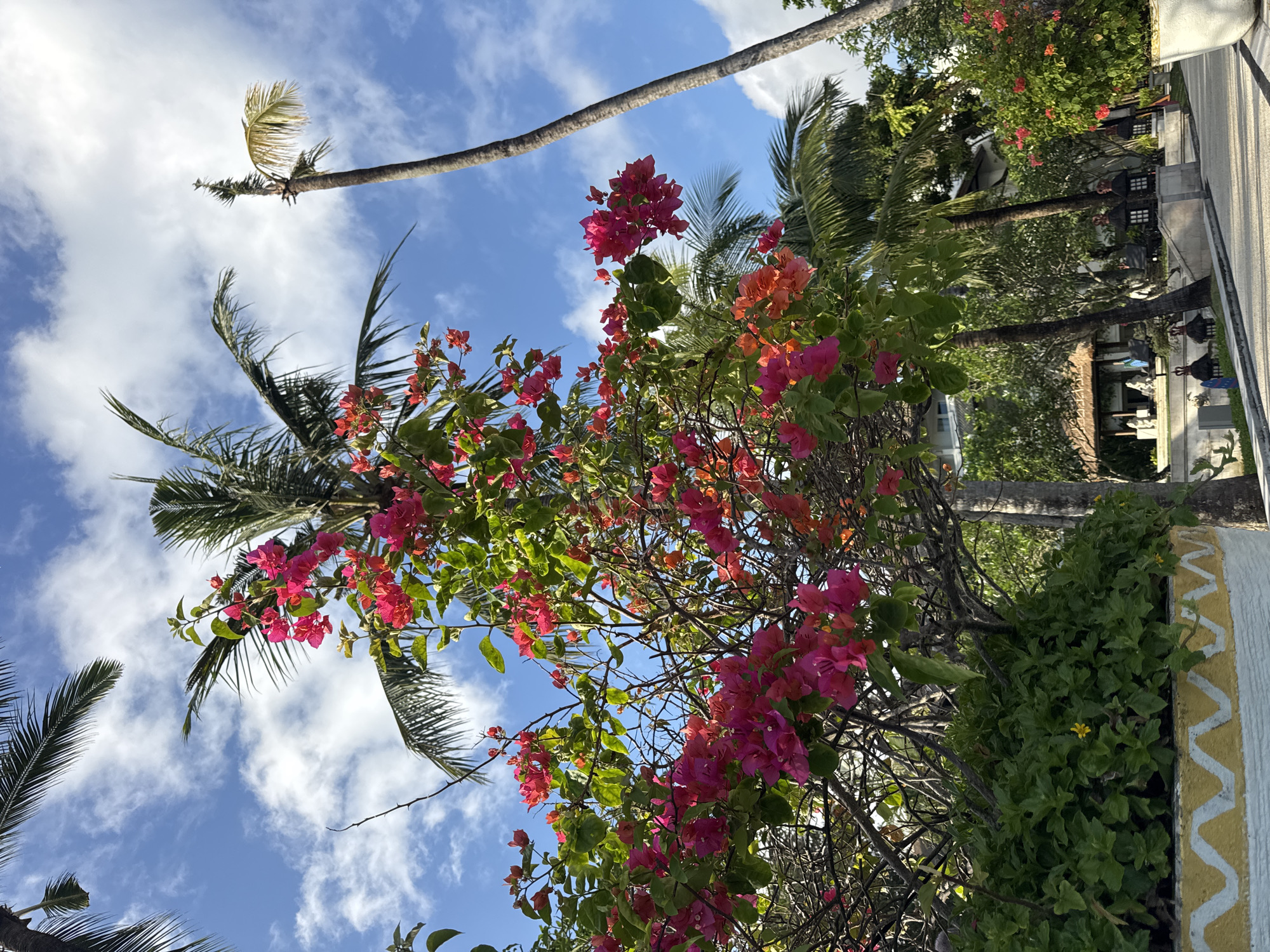 The image captures a vibrant outdoor scene in Jimbaran, Indonesia, featuring a profusion of pink and orange bougainvillea flowers. These blossoms fill the midground, intertwined with the branches of a tree. Behind the flowers, there are palm trees set against a bright blue sky dotted with scattered white clouds. The scene transitions from the natural elements of the flowers and trees to a glimpse of architecture: a whitewashed building decorated with a yellow wave pattern.