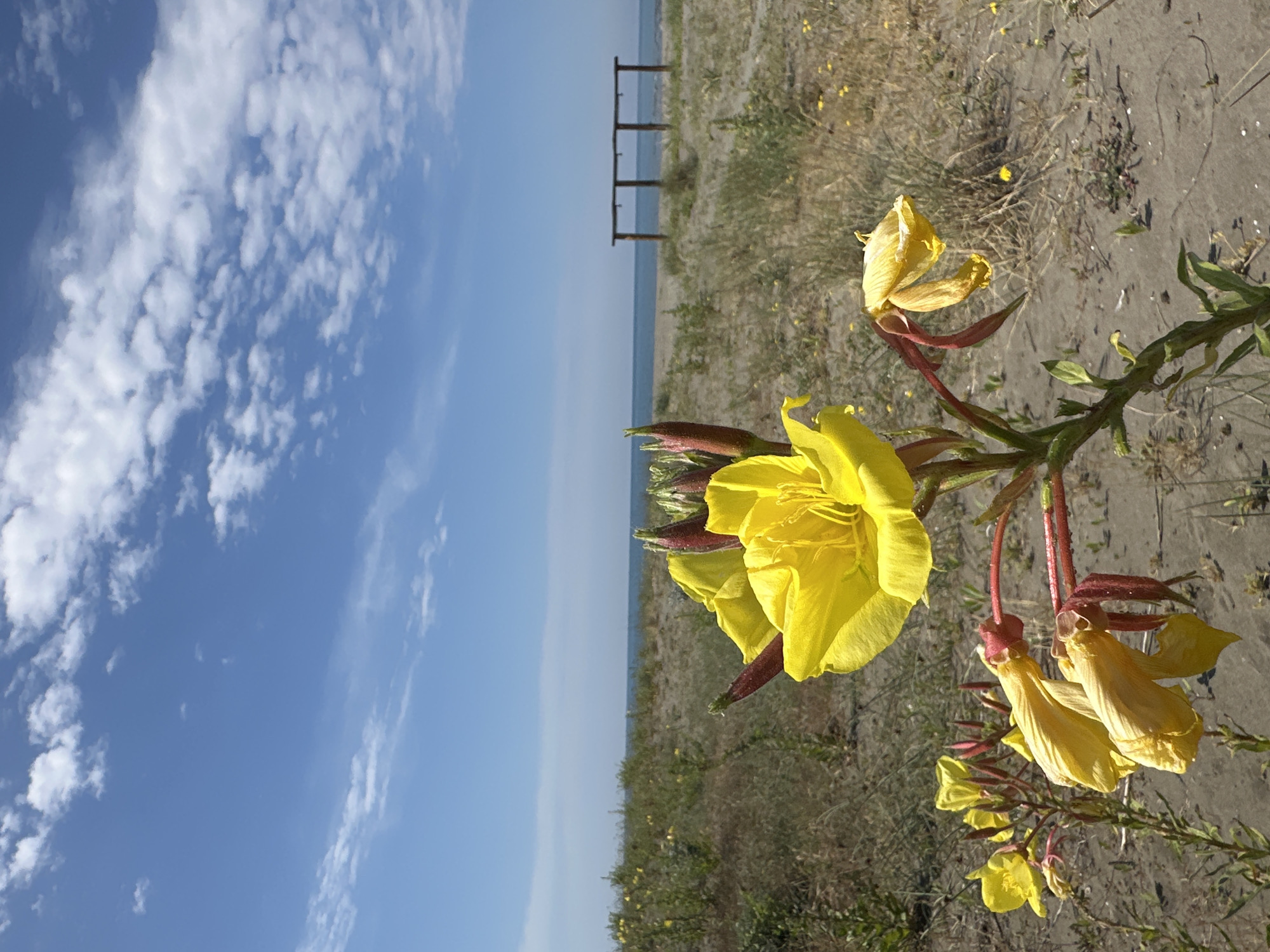 The image captures a view of a beach landscape near Donji Štoj, Montenegro, featuring a patch of yellow flowers in the foreground. Beyond the flowers, there is a sandy beach leading to the sea. On the horizon, a series of wooden posts can be seen, likely part of a pier or an old structure. The sky above is a bright blue with scattered white clouds.