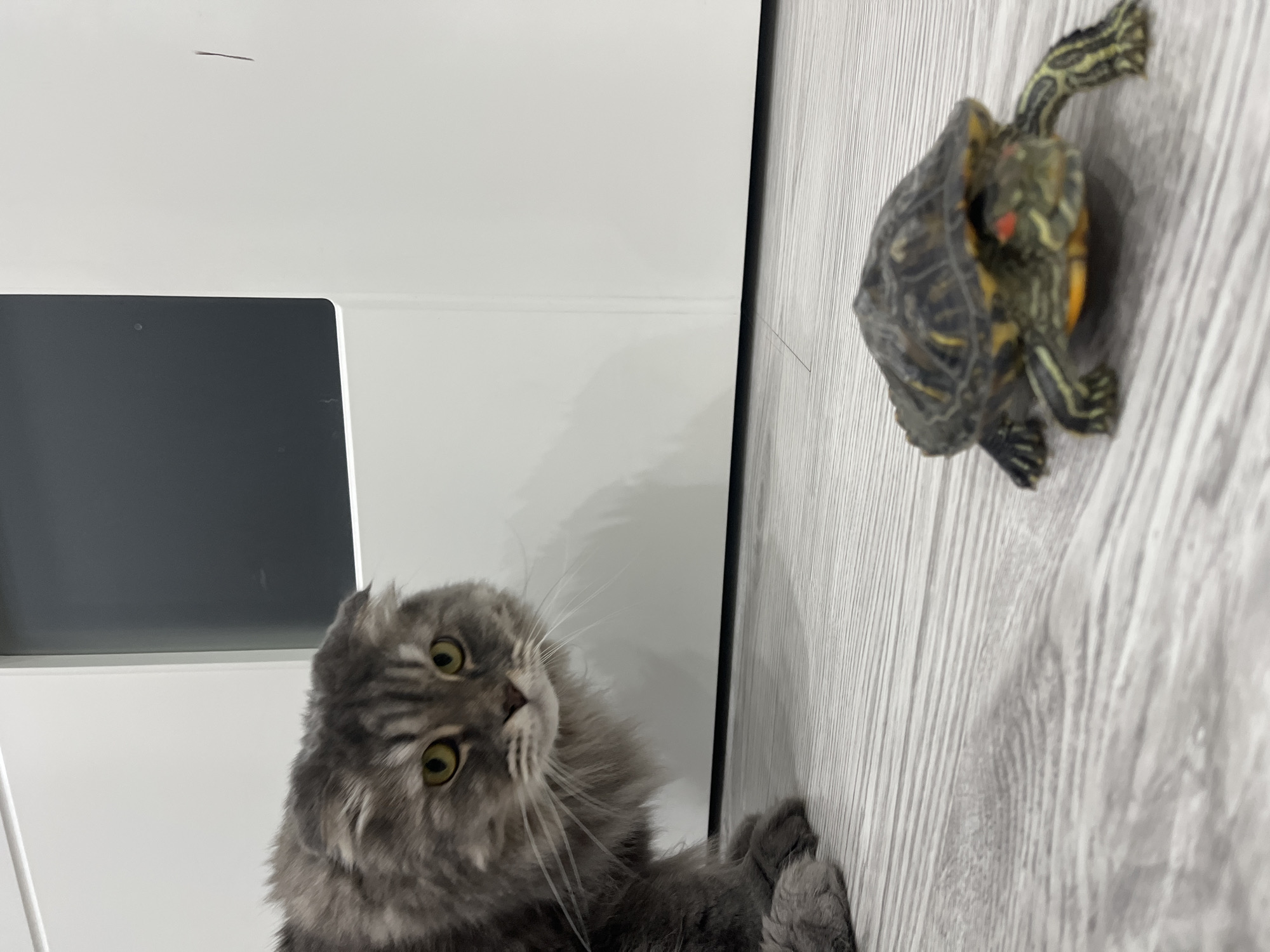 A long-haired gray cat with yellow eyes is looking at a small turtle on a wooden floor. The cat is on the left side of the image, partially visible. The turtle is in the foreground, facing the camera. In the background, there are white doors. The scene appears to be indoors, possibly in a home.