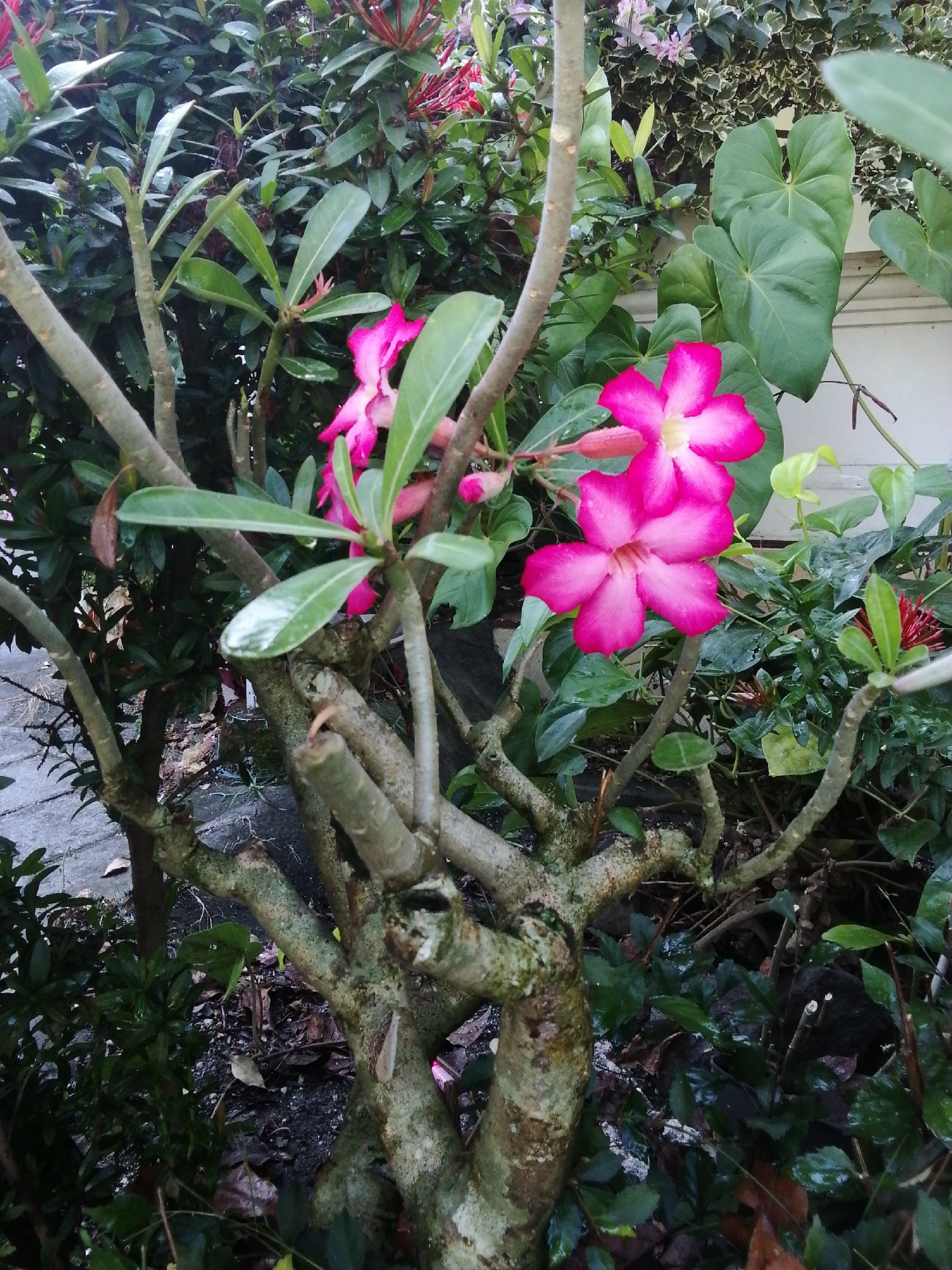 This is a close-up, eye-level, outdoor, medium shot of pink desert rose flowers and their branches. The flowers are in various stages of bloom, with some fully open and others still budded. The branches are thick and gnarled, with a rough, textured bark. The leaves are a dark green, and some have a glossy sheen, suggesting they may be wet. The background is filled with lush foliage, and there are glimpses of a white wall and a paved walkway. The overall impression is one of natural beauty and tranquility. The scene is set in a garden or natural environment.
