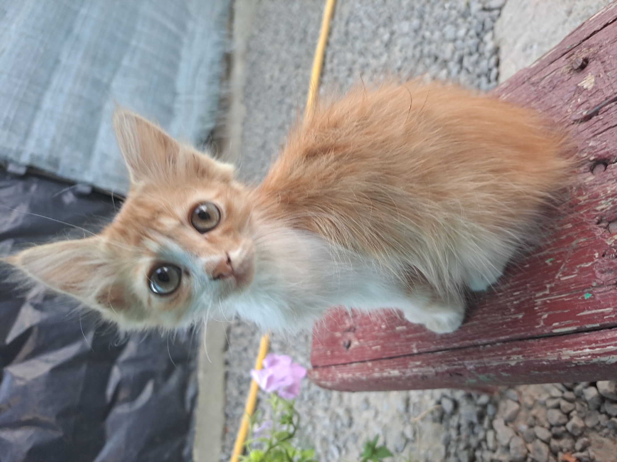 An orange and white kitten with large, expressive eyes sits on a weathered wooden bench. The bench has visible wear and tear, with peeling red paint and exposed wood grain, as well as some scattered nails. Behind the kitten, a dark, textured surface, possibly a tarp or fabric, is visible. To the left of the bench, a small cluster of pale pink flowers with green leaves is out of focus. The background consists of small gray pebbles and a portion of a light blue textured material, possibly a wall or shed. A yellow hose runs horizontally across the middle ground. The scene appears to be outdoors, in what could be a rural or suburban setting, possibly in the city of Vypasne, Ukraine, given the context. The kitten is the primary subject, looking directly at the camera with a curious expression. There are no people or animals other than the kitten visible in the image.