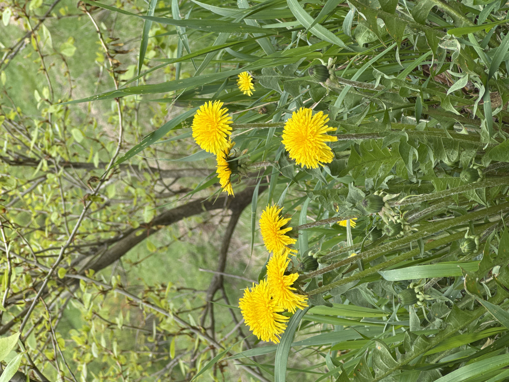 The image depicts a close-up view of dandelions growing among grass and other foliage. The bright yellow dandelion flowers are the prominent feature. There are also closed buds visible on some of the dandelion stalks. The background shows glimpses of trees and other greenery. There is no indication of the city of Nizhny Novgorod, Russia, or any urban elements.