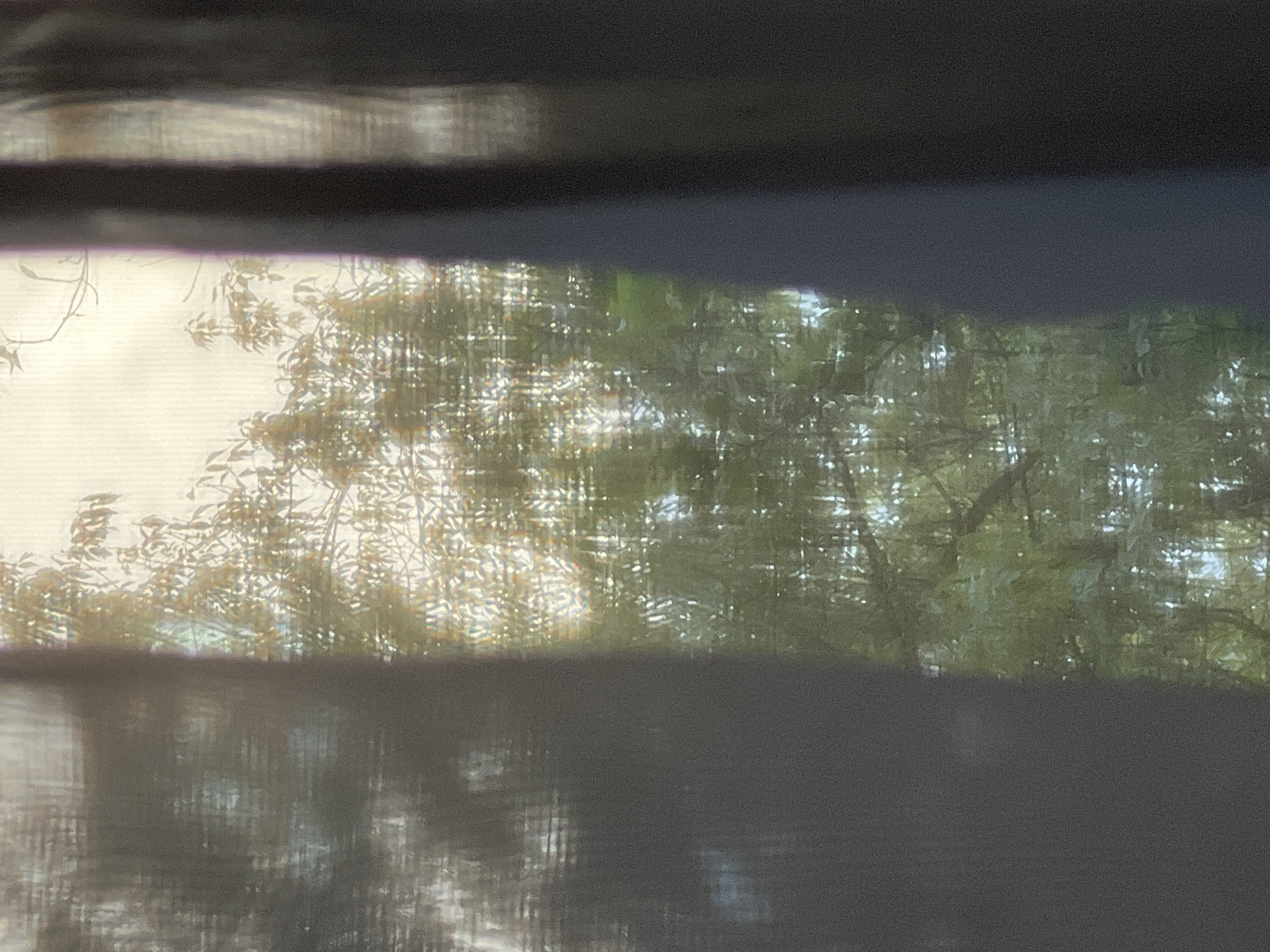 The image depicts a view through sheer curtains, revealing a sunlit canopy of trees and branches. The curtains, which are a dark, muted color, frame the view on the left and right sides of the image, creating a soft, diffused light. The foliage appears dense and green, with sunlight filtering through the leaves, creating a dappled effect. The scene appears to be from a residential window, likely in a park or a street with mature trees, possibly in the city of Warsaw, Poland. No people or specific urban structures are visible, only the natural elements seen through the fabric of the curtains.