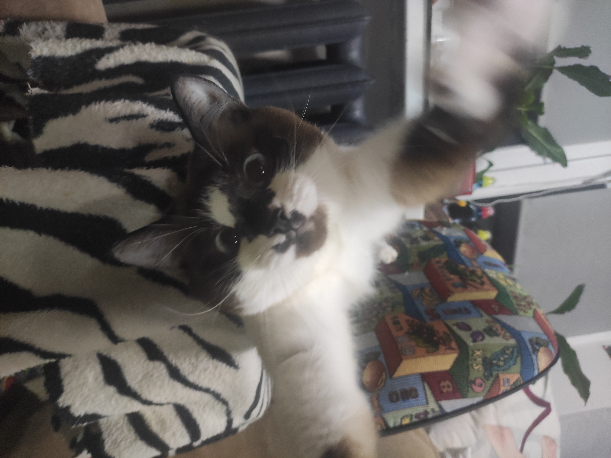 A medium-shot captures a cat reaching towards the viewer, its paw appearing blurred in motion. The cat has a distinctive facial pattern, with a dark brown patch covering part of its face and white fur covering the rest. The background includes a zebra-striped cushion, a chair with a colorful book-themed pattern, and a glimpse of a potted plant in the top right corner. A dark metal radiator is also partially visible behind the cat. The environment is typical of a domestic indoor setting. There is no evidence indicating the location is Chaikovsky, Russia.