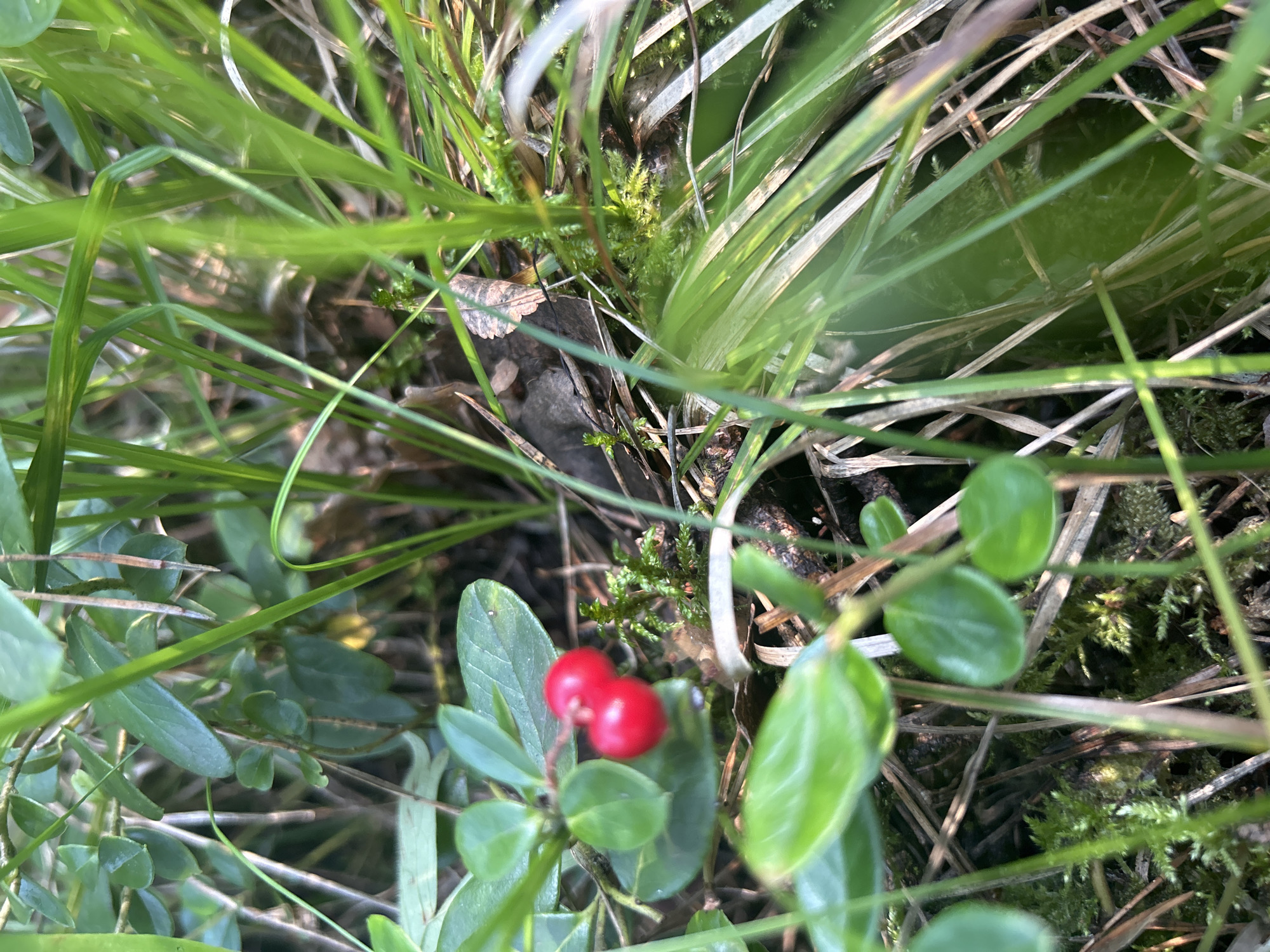 A close-up, eye-level outdoor shot focuses on a small cluster of two bright red berries nestled among lush green leaves and stems in what appears to be a forest floor environment. The berries are round and smooth, with a vibrant, glossy sheen. The surrounding vegetation is a mix of soft green leaves, some with a matte finish, and thin, blade-like green stalks of grass that blur into the background. Patches of dark green moss are visible between the plants, suggesting a damp, shaded area. Dried brown leaf fragments and twigs are scattered on the ground, adding texture to the scene. The lighting suggests a sunny day, with light filtering through the foliage, creating dappled highlights. The overall impression is one of natural beauty and a detailed focus on a small, vibrant element within a wild setting. This scene is located in the city of Miniino, Russia.