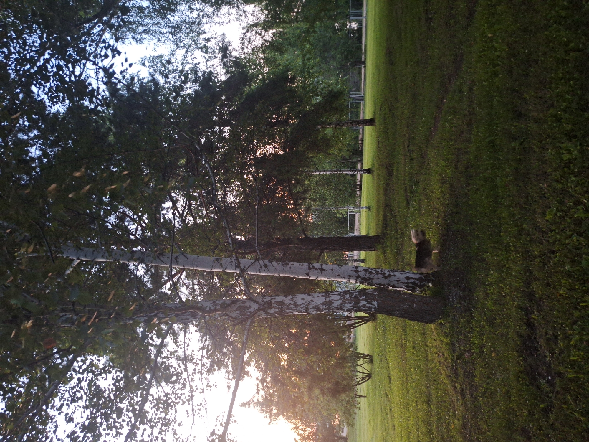 This image depicts a park-like setting in Atamanovka, Russia, likely during late afternoon or early evening, given the warm, slanted sunlight. The foreground features a grassy area with scattered small wildflowers and shadows cast by trees. Two prominent birch trees with white, textured bark stand in the middle ground, with dense green foliage overhead. To the right of the birch trees, a small, tan-colored dog is visible, facing away from the viewer and looking towards the right.
Behind the birch trees, the park continues with more trees and shrubs, creating layers of greenery. In the far background, a white fence is partially visible, suggesting a boundary or the edge of a park area. The sky is a soft blue with some clouds, and the overall atmosphere is peaceful and natural. The lighting suggests a time of day when the sun is lower in the sky, casting long shadows and illuminating the scene with a golden hue. The image is taken from a low angle, emphasizing the trees and the ground.