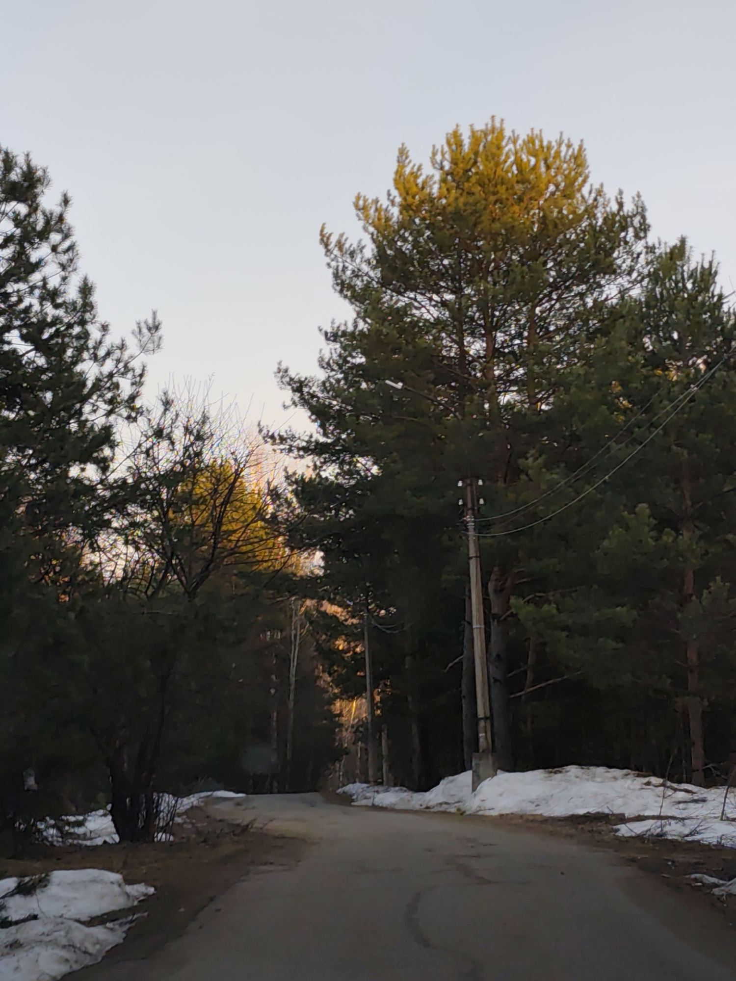 The image depicts a paved road winding through a forest setting near Chaikovsky, Russia. Patches of snow linger along the roadside, suggesting a late winter or early spring scene. The trees are predominantly conifers, with some deciduous trees visible in the background, the crowns of some appearing golden, likely due to sunlight. A utility pole stands along the side of the road with power lines running through the trees.