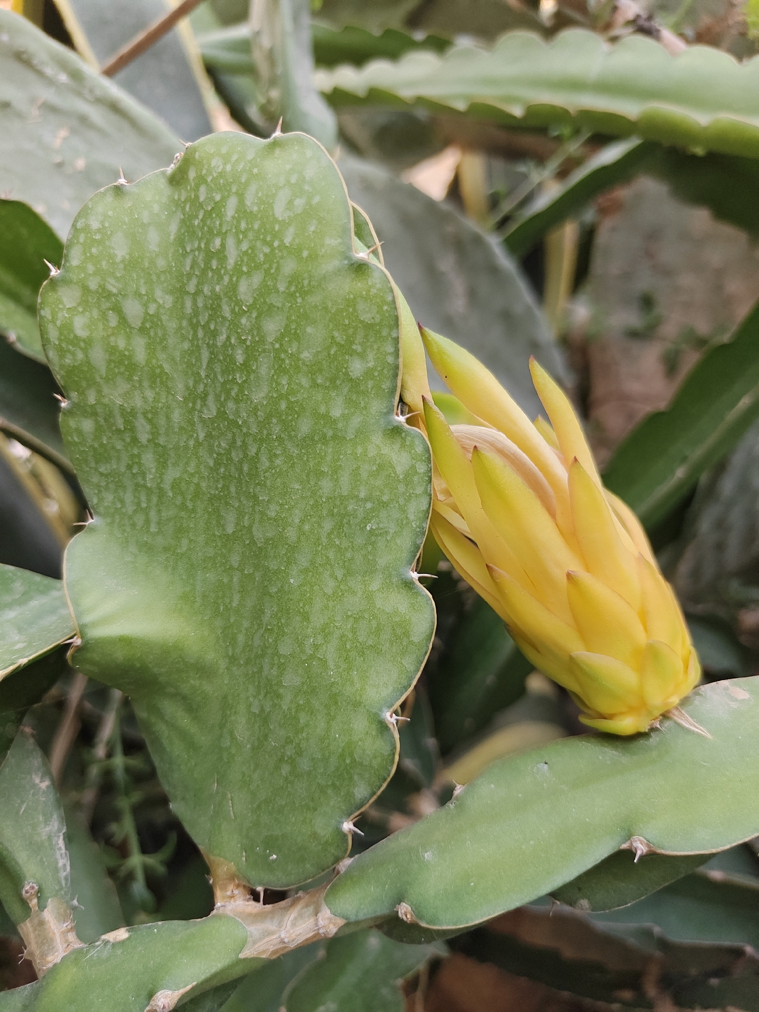 A close-up, ground-level shot captures a yellow dragon fruit flower bud, partially open, nestled against a large, green, spiny leaf of a dragon fruit plant. The flower bud, with its pointed yellow petals, is the primary subject, appearing to be on the verge of blooming. The leaf is broad and flattened, with a scalloped edge and small, sharp spines protruding from it. The background is filled with more blurred green foliage, suggesting a garden or natural setting. The scene is well-lit, highlighting the vibrant colors of the flower and leaf. The image was taken in Be'er Sheva, Israel.