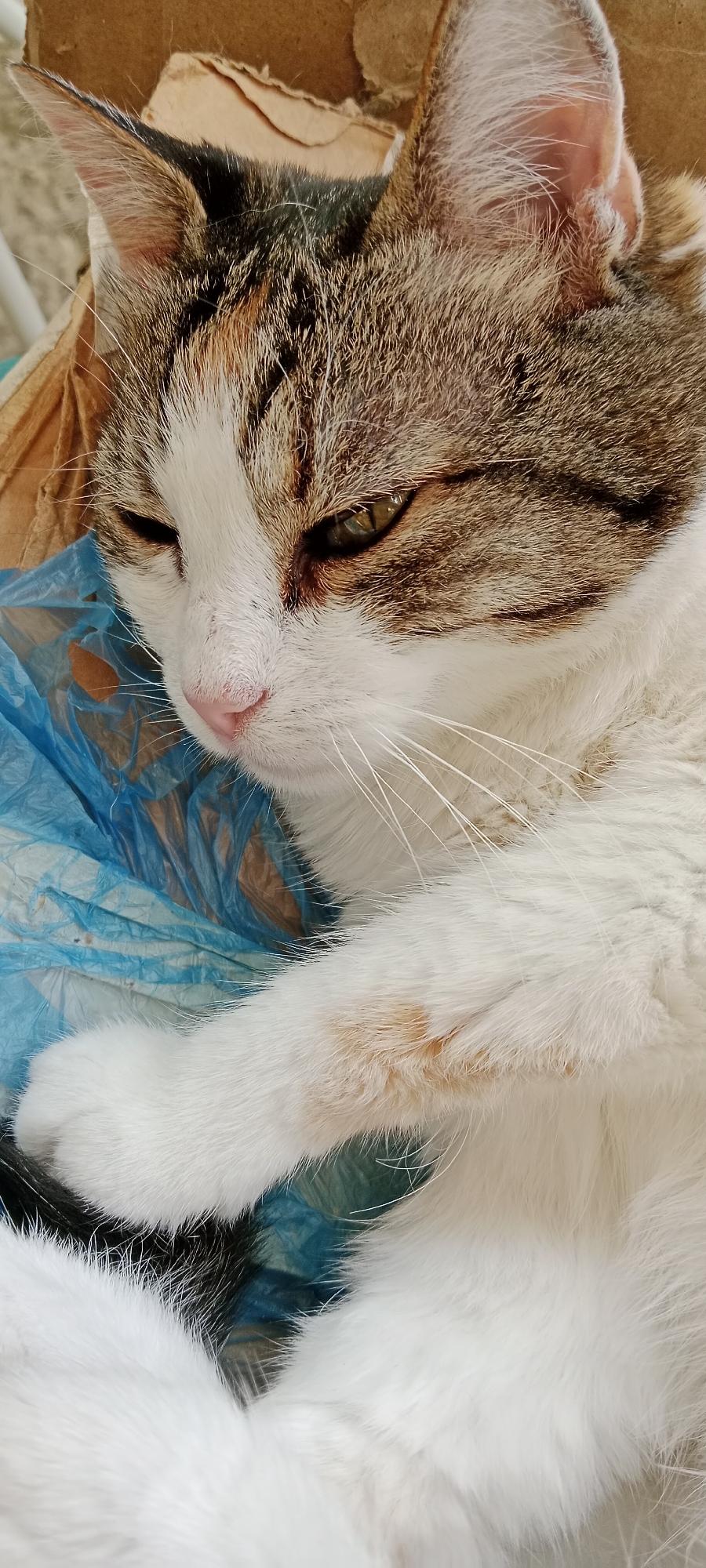 A close-up, eye-level shot shows a domestic cat with tabby and white fur, resting on a blue plastic bag. The cat's head is turned to the left, with its eyes partially closed. Its pink nose is visible, along with long white whiskers. The cat's left paw is resting on the plastic bag. The background consists of brown cardboard. No specific location in Novorossiysk, Russia, can be determined from the image.