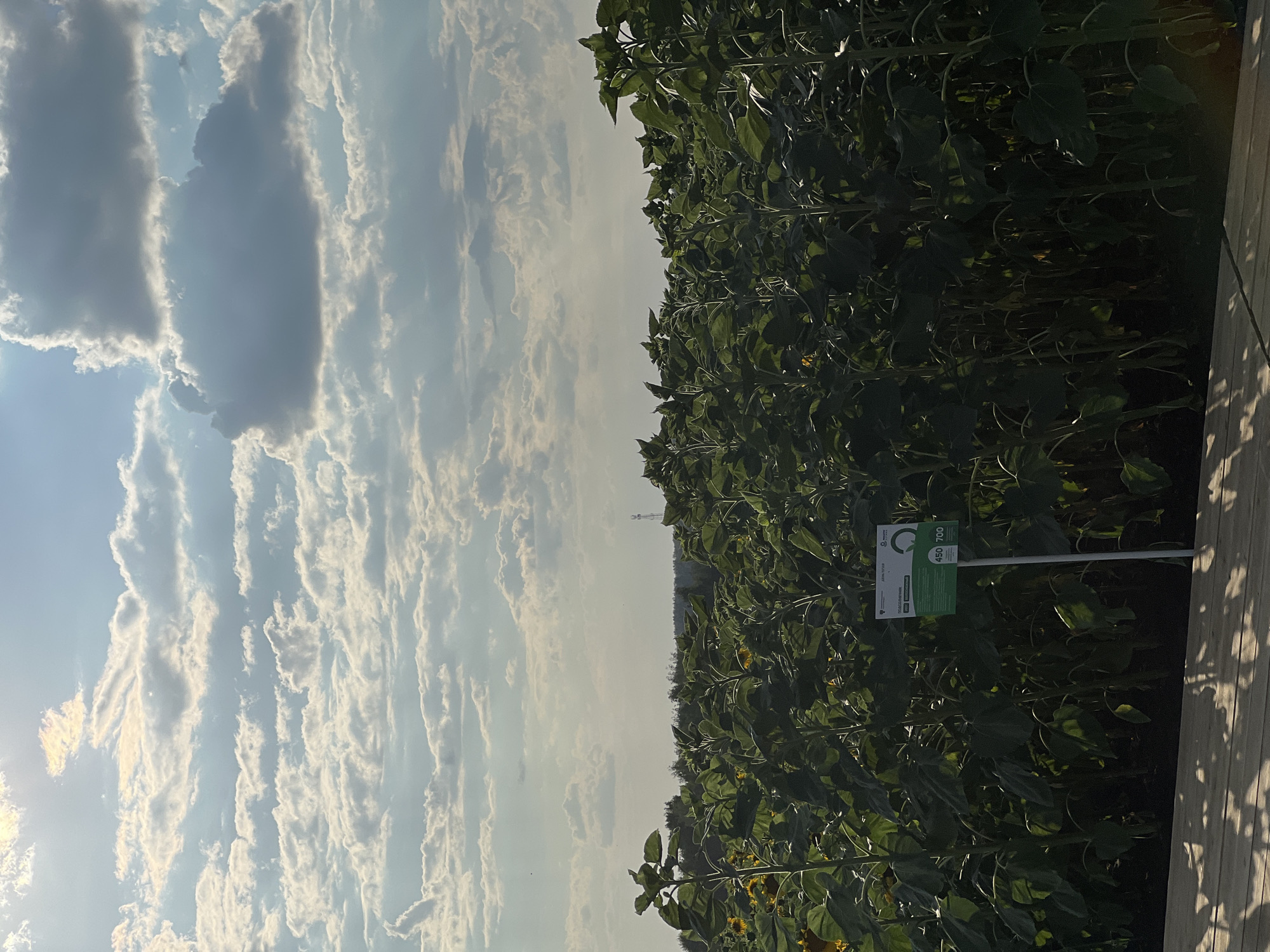 The image depicts a close-up view of a sunflower field under a cloudy sky, taken in Prutskoy, Russia. The perspective is oriented vertically, with the sky occupying the left half of the frame and the dense foliage of sunflowers the right. Wispy, elongated clouds with bright edges are scattered across a pale blue sky, suggesting a bright but overcast day, likely late morning or afternoon.
The sunflower plants are tall and lush, with large, dark green leaves obscuring much of their stalks and heads. A few yellow sunflower blossoms are faintly visible amidst the dense greenery, hinting at the season. In the background, a faint silhouette of a distant tower or transmission pylon can be seen on the horizon, breaking the line of trees that marks the edge of the field.
To the right, a wooden plank or railing runs vertically along the edge of the image, casting dappled shadows on the sunflowers. Near the bottom center of the sunflower section, a green sign on a white pole is partially visible. Text on the sign includes "450 700" and other smaller print in what appears to be Cyrillic, possibly indicating distances or measurements related to the field or surrounding area. The overall mood is serene and natural, capturing the imposing beauty of a sunflower field under a dynamic sky.