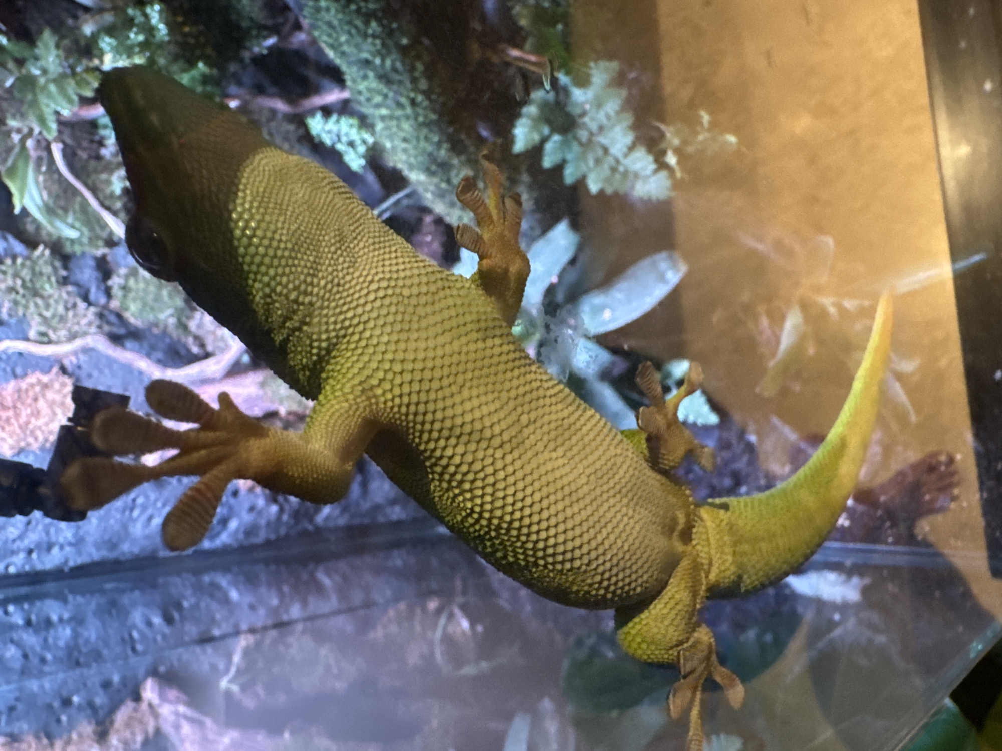 A green gecko clings to a glass surface. The gecko is positioned with its head towards the upper left of the frame, and its tail towards the upper right. Its feet are spread out, gripping the glass. The gecko's skin is covered in small scales. The background consists of green foliage and other plants, creating a terrarium-like environment. Kuta Selatan, Indonesia is not visually present in the image.