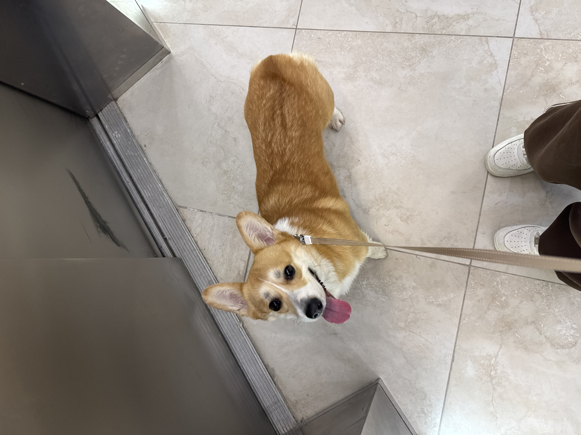 A high-angle shot depicts a Pembroke Welsh Corgi on a leash, sticking out its tongue. A person with brown pants and white shoes stands beside the dog, partially visible. The scene appears to be inside a building, possibly near an elevator or lift, as indicated by the metallic structure on the left. The floor is tiled with light-colored, marble-like tiles. There is no indication that the image was taken in Rostov-on-Don, Russia.