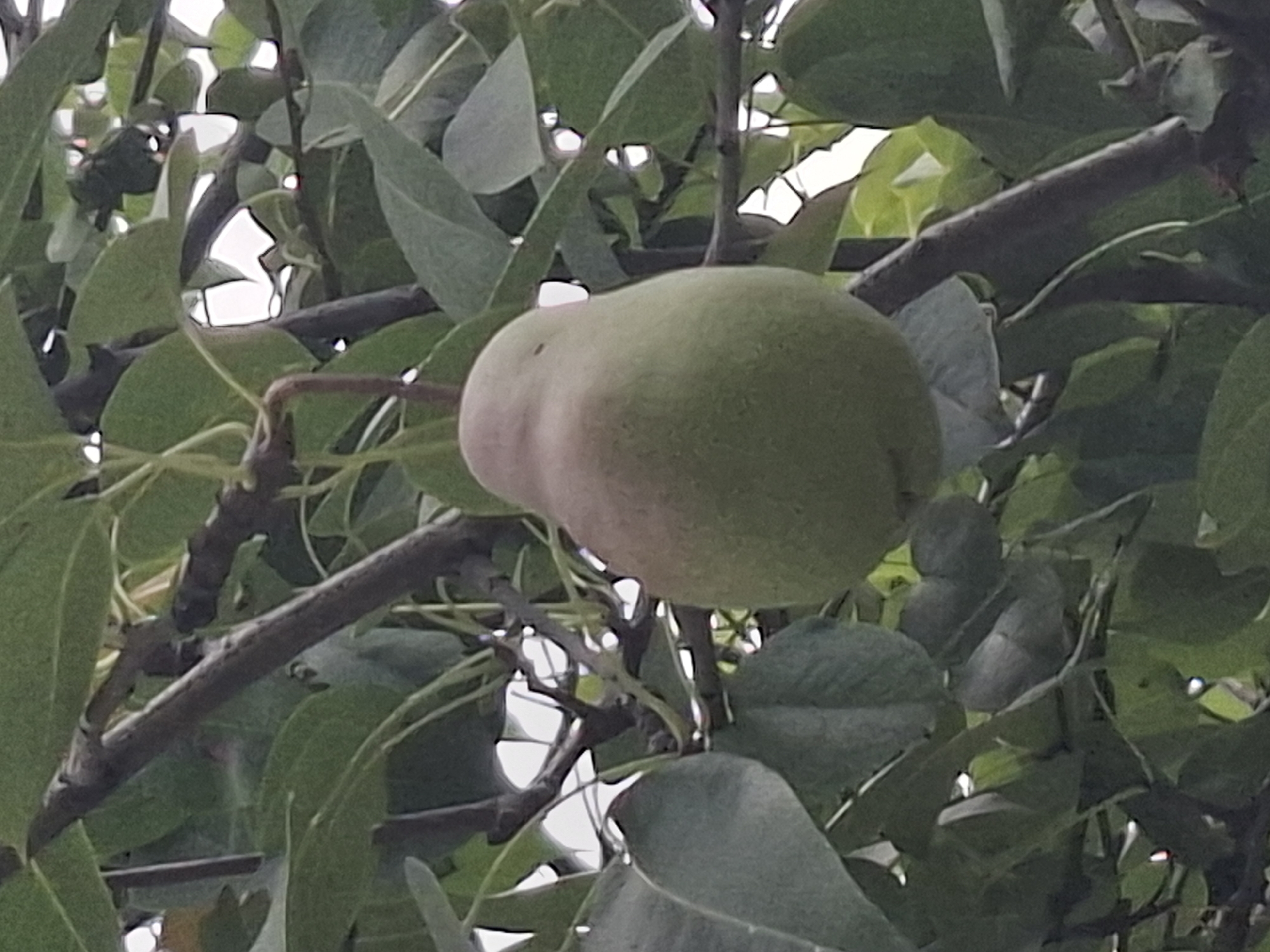 The image shows a single unripe pear hanging from a branch amidst lush green foliage. The pear is predominantly green with a blush of pink near its stem. The surrounding leaves are a deep green, with some appearing slightly faded or translucent due to light filtering through them. The branches are dark brown and gnarled, suggesting a mature tree. The background is a blur of bright white light, likely indicating a bright sky or a sunlit area. There are no people or animals visible in the image. The image is a close-up shot of the pear and its immediate surroundings, with no specific landmarks or environmental features to indicate a location within the city of Almaty, Kazakhstan. The focus is entirely on the fruit and the natural elements of the tree.